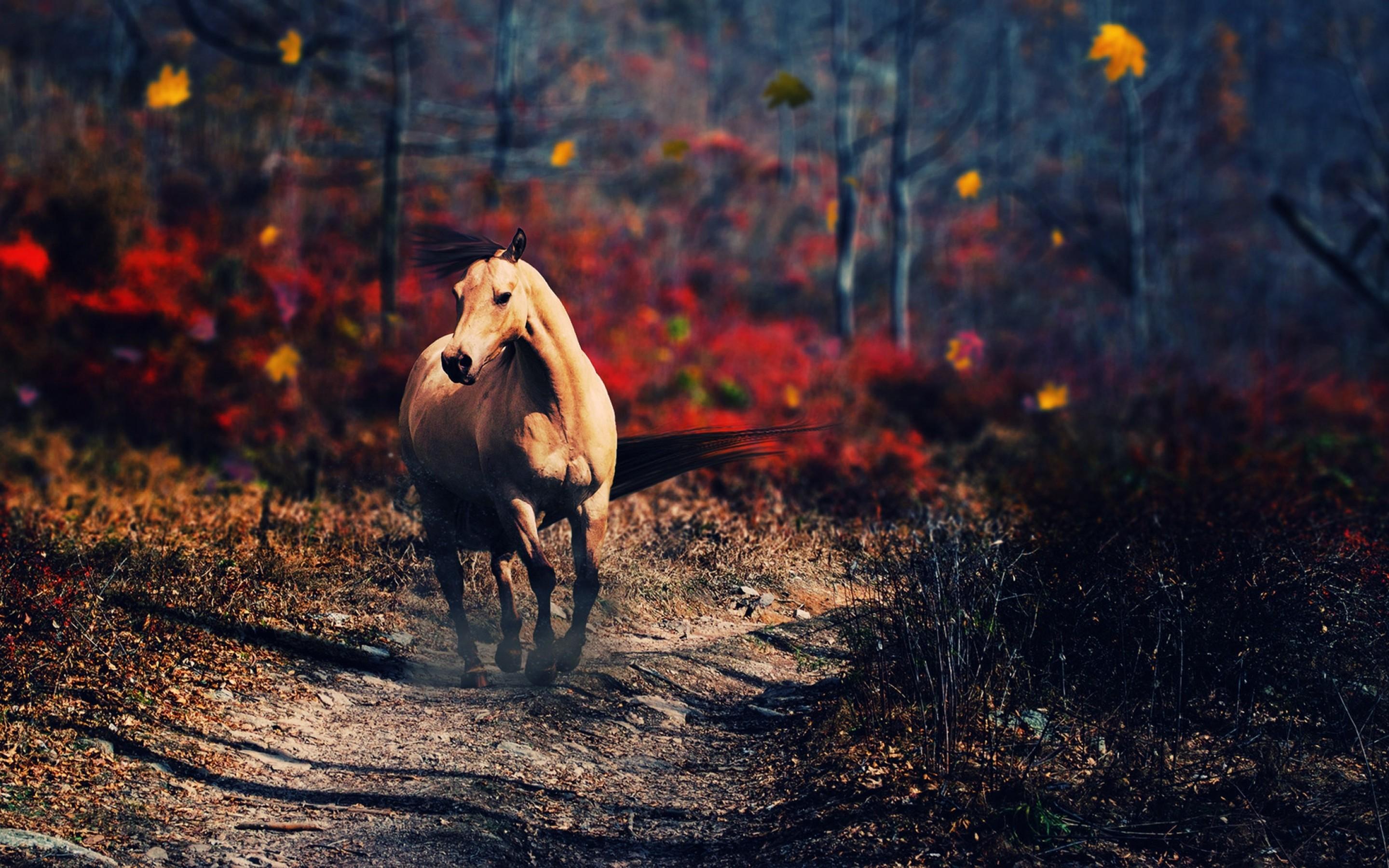 2880x1800 High resolution Free Running Horse Wallpaper in HD 15 Retina Macbook Pro