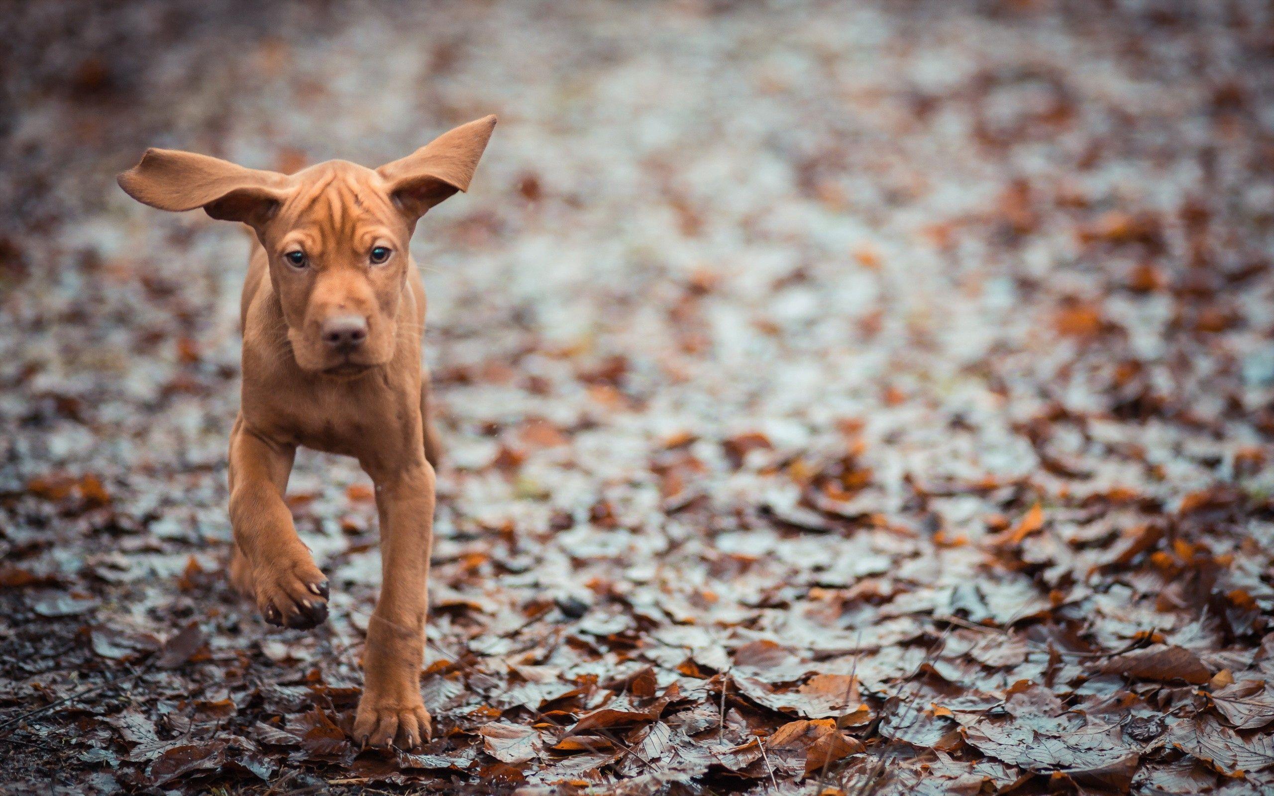 2560x1600 Fall Dogs Wallpaper