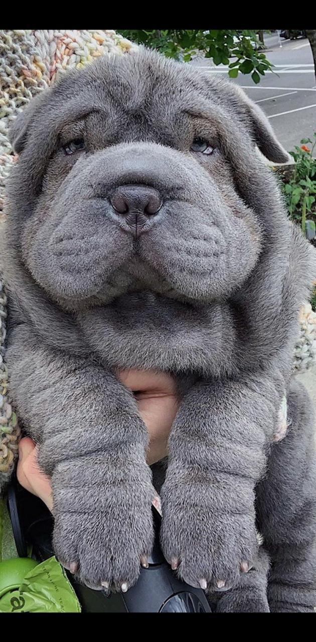 630x1280 shar pei wallpaper