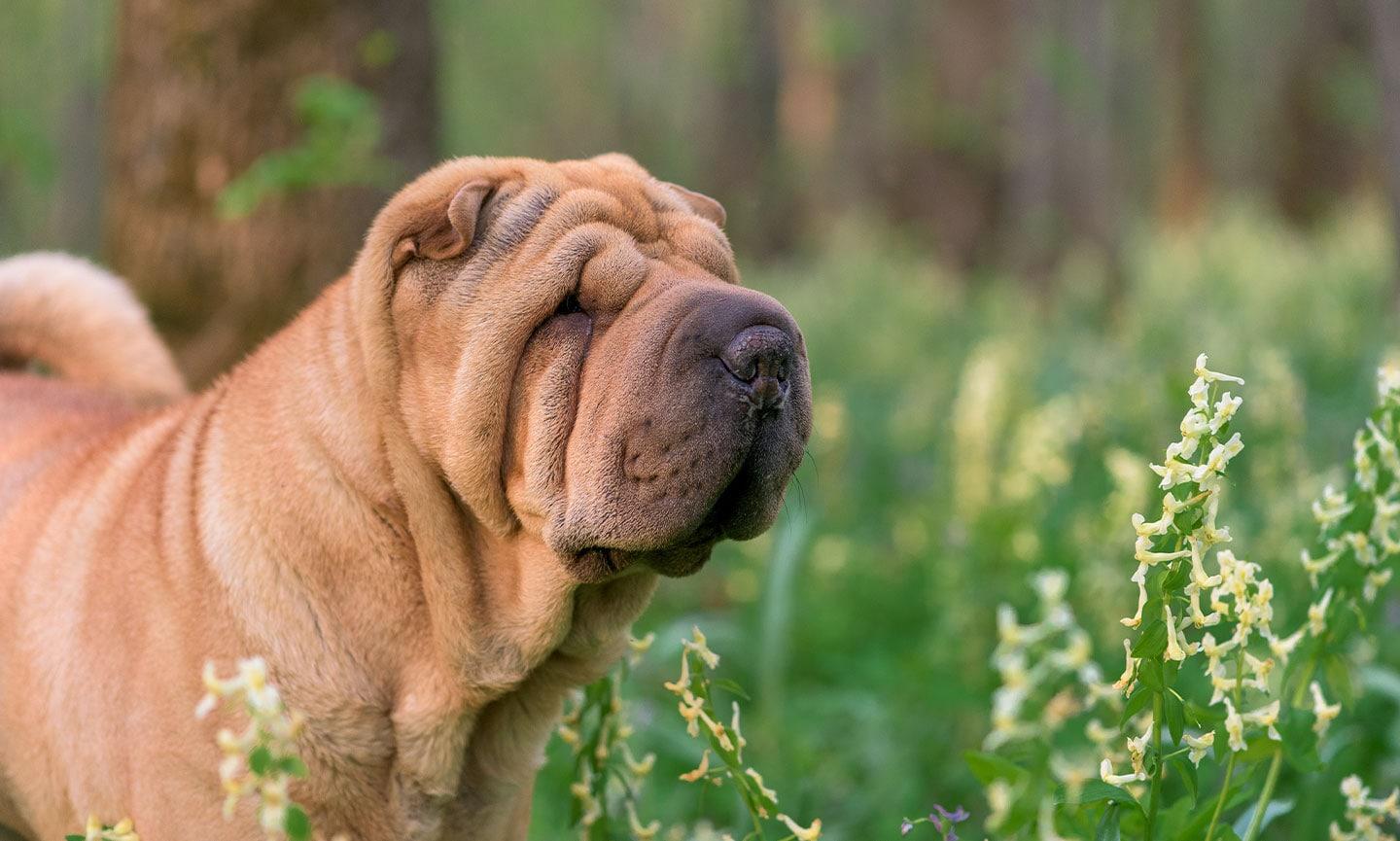 1440x865 Chinese Shar Pei Breed: Characteristics, Care & Photo