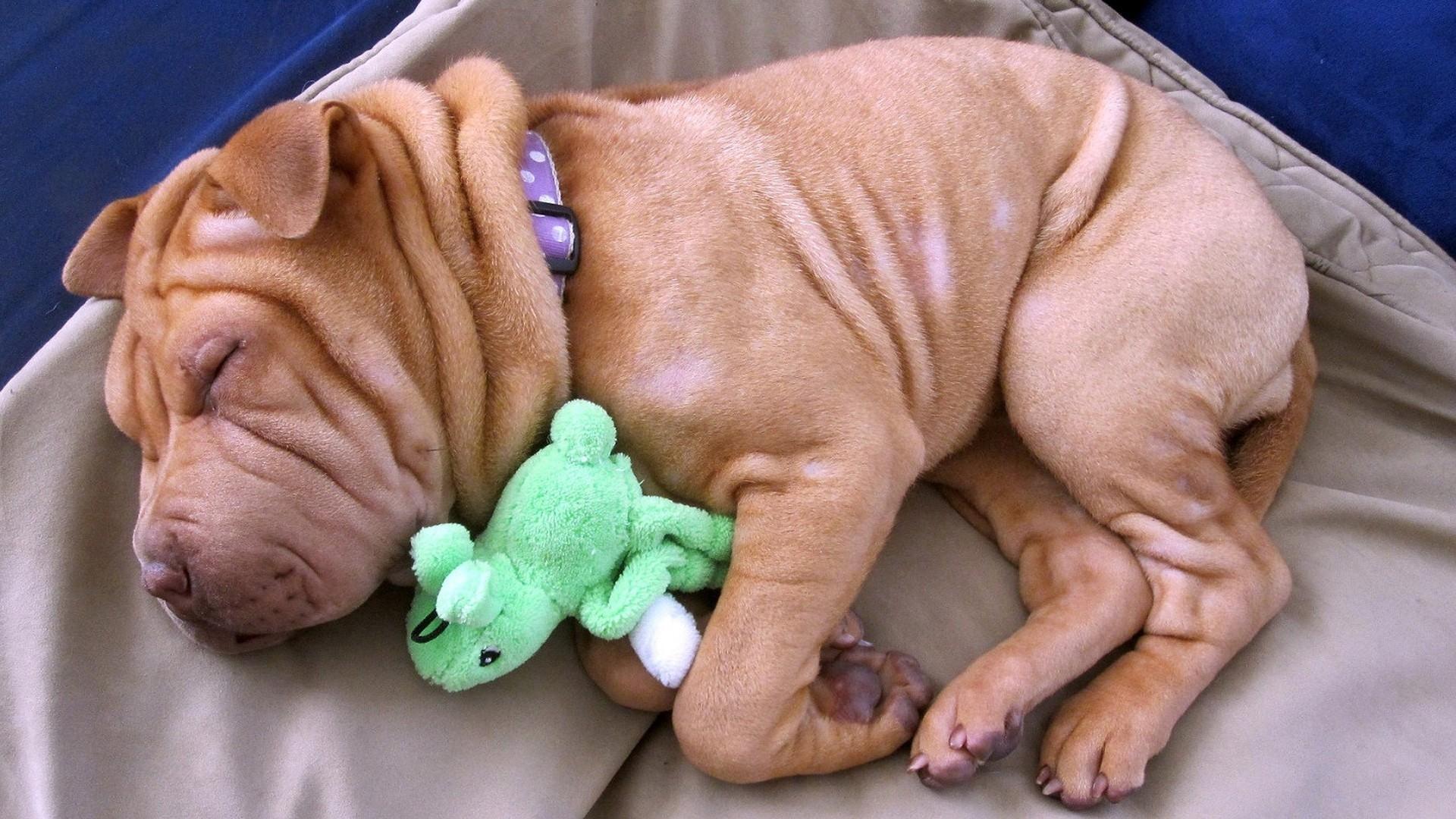 1920x1080 chinese, Sharpei, Puppy, Babies Wallpaper HD / Desktop and Mobile Background