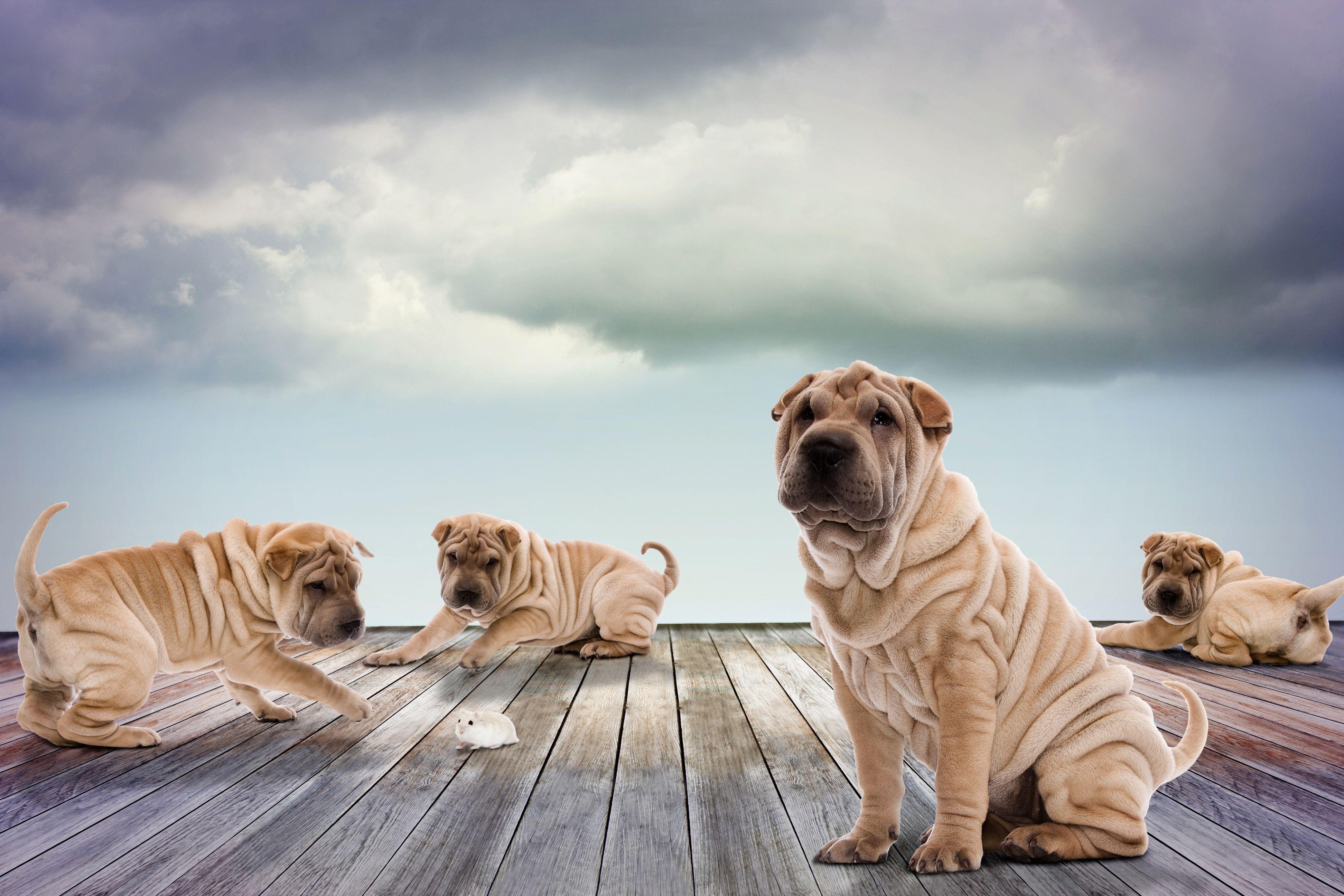 3888x2592 Shar Pei Dog Wallpaper 23 Best Free Shar Pei Dog HD Wallpaper For Tablet. Shar pei dog, Dog wallpaper, Shar pei