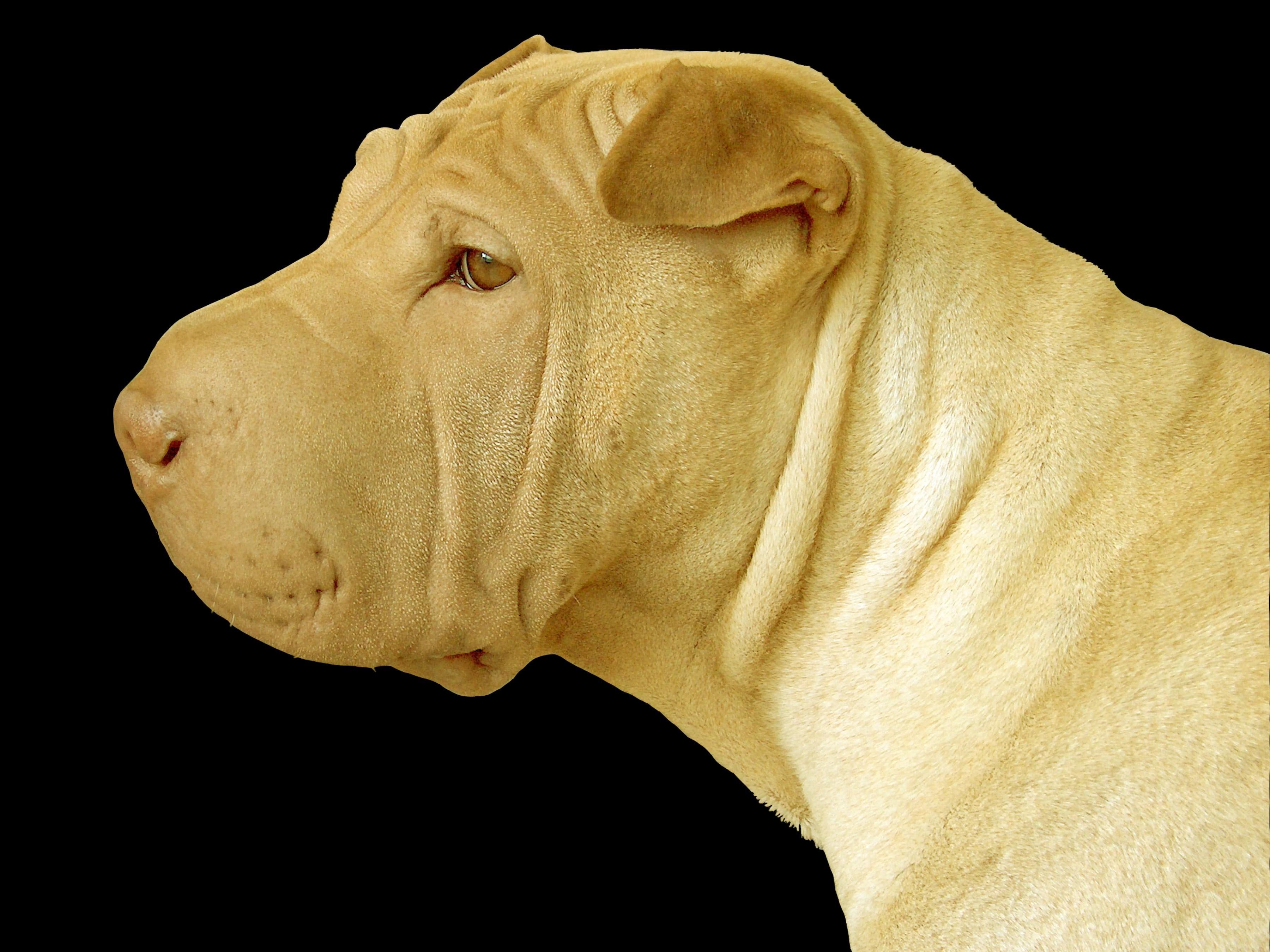 3600x2700 shar pei dog black background Wallpaper HD / Desktop and Mobile Background