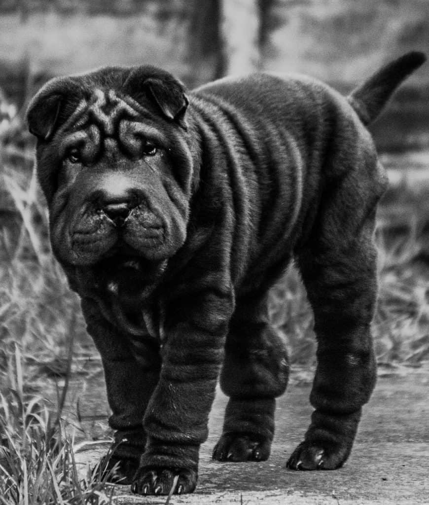 870x1024 The Shar Pei Breed Information Guide. Your Dog Advisor