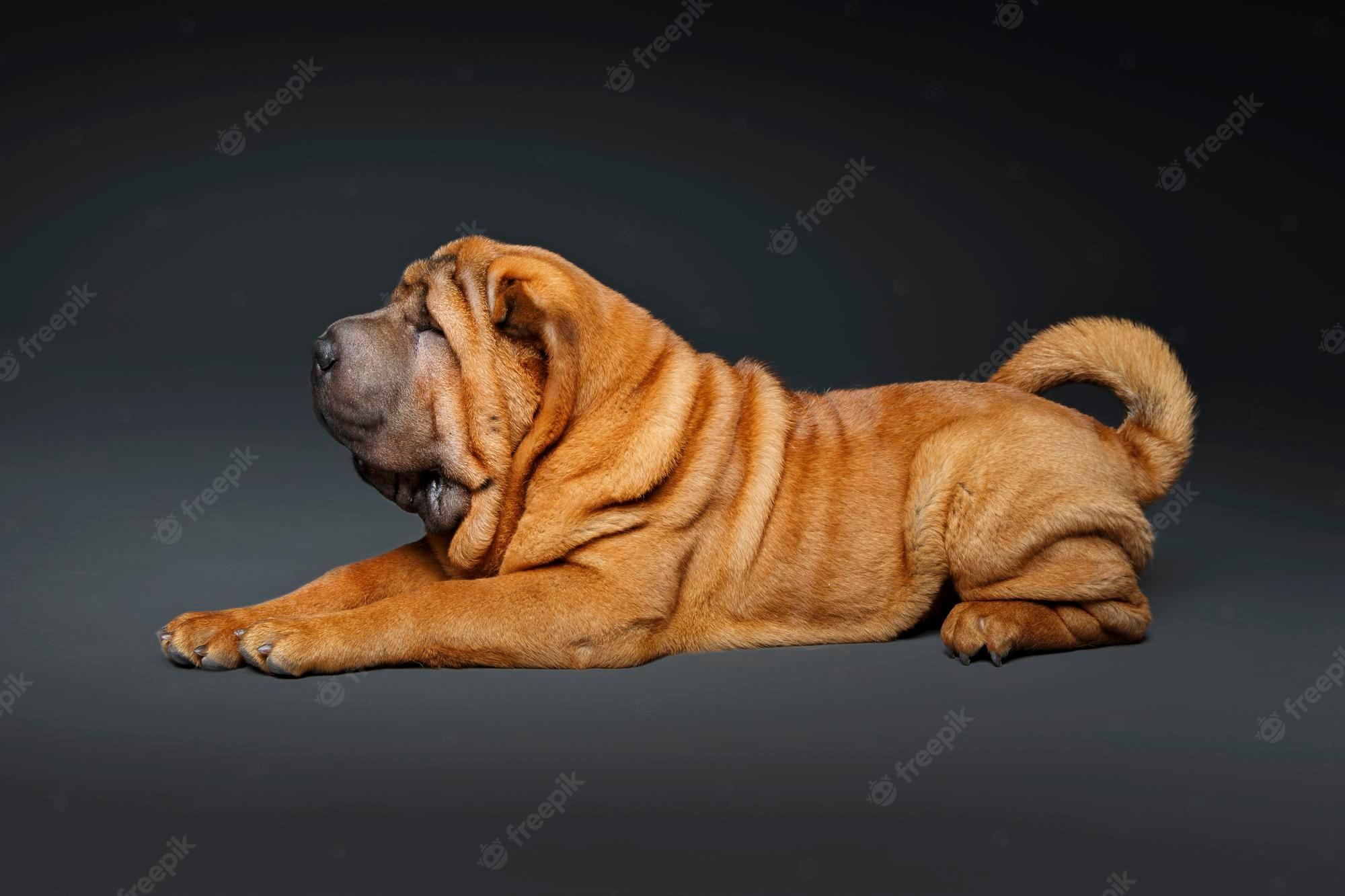 2000x1333 Shar Pei Image