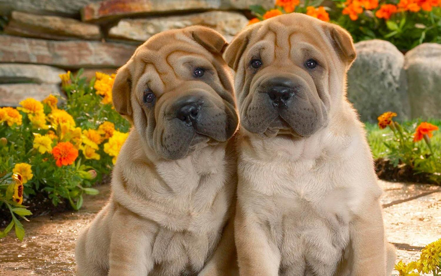 1500x938 Cute Dog Pair Pei Breed