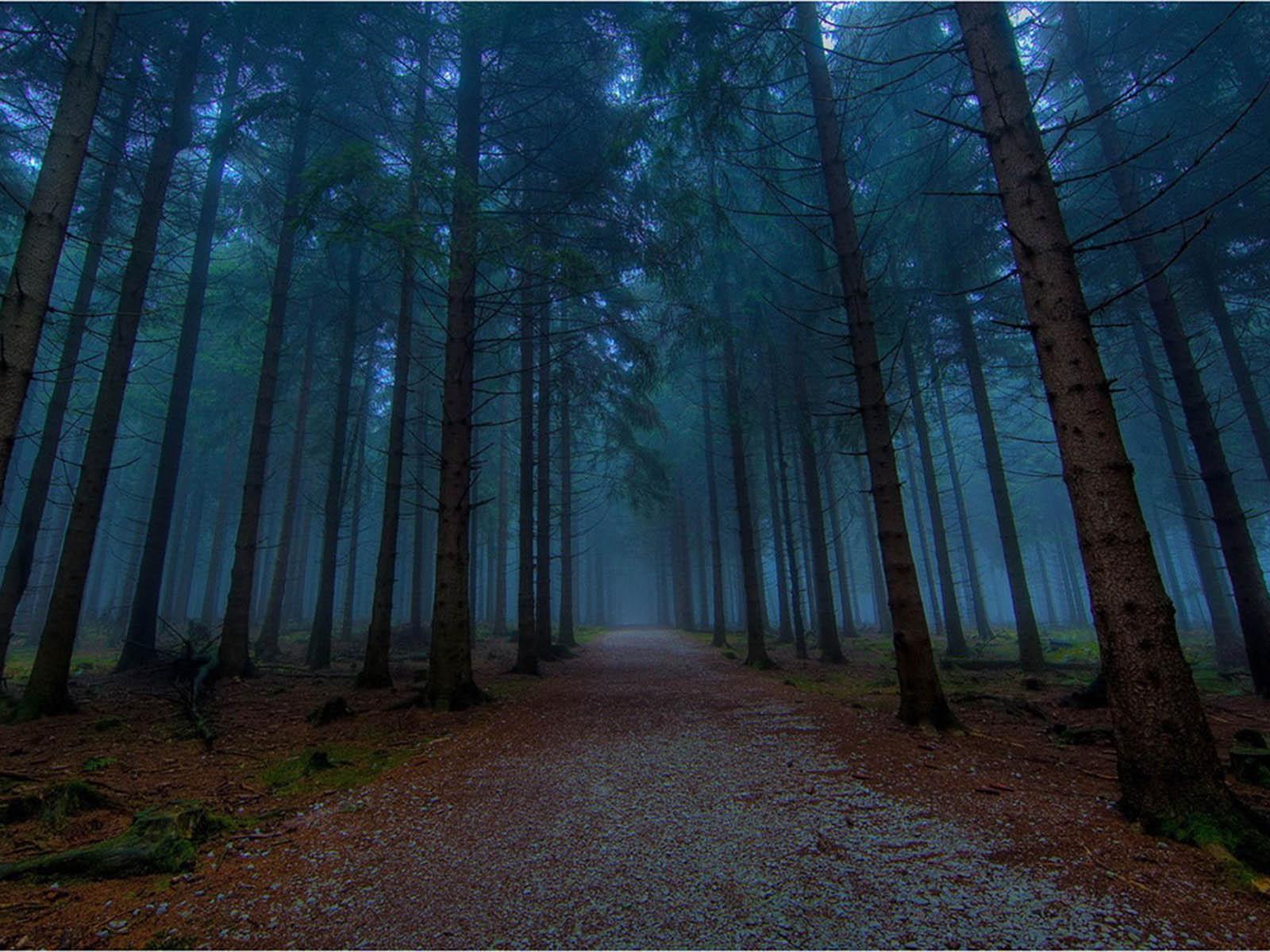 1600x1200 Free download wallpaper Twilight Forest [1600x1200] for your Desktop, Mobile & Tablet. Explore Forest Wallpaper. Black Forest Wallpaper, Forest HD Wallpaper, Forest Wallpaper