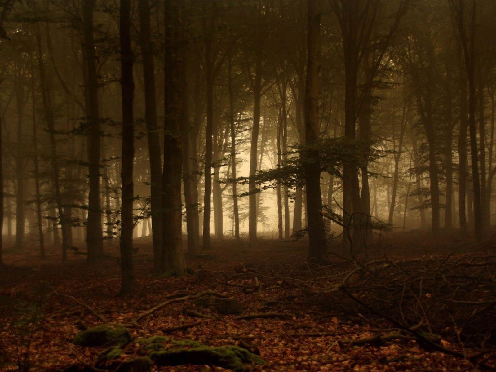 1600x1200 Free download the Twilight Forest Wallpaper Twilight Forest Desktop Wallpaper [1600x1200] for your Desktop, Mobile & Tablet. Explore Twilight Wallpaper for Laptop. Wallpaper For Laptop, Twilight Wallpaper, Wallpaper For Laptop