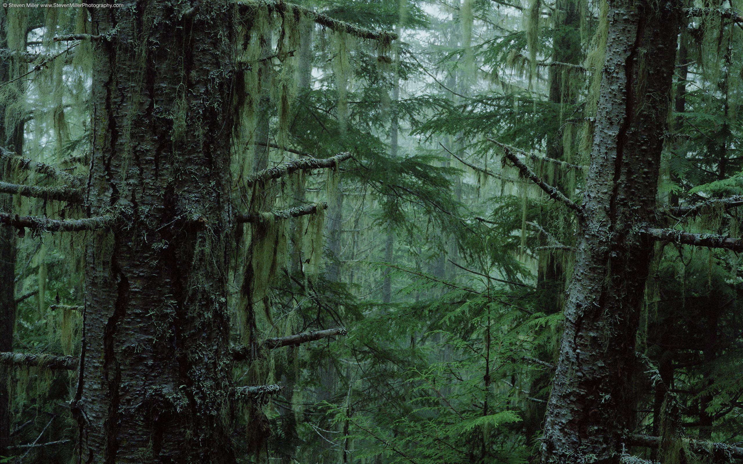 2560x1600 Olympic National Forest K #wallpaper #hdwallpaper #desktop. Forest wallpaper, Twilight photo, Bialowieza forest