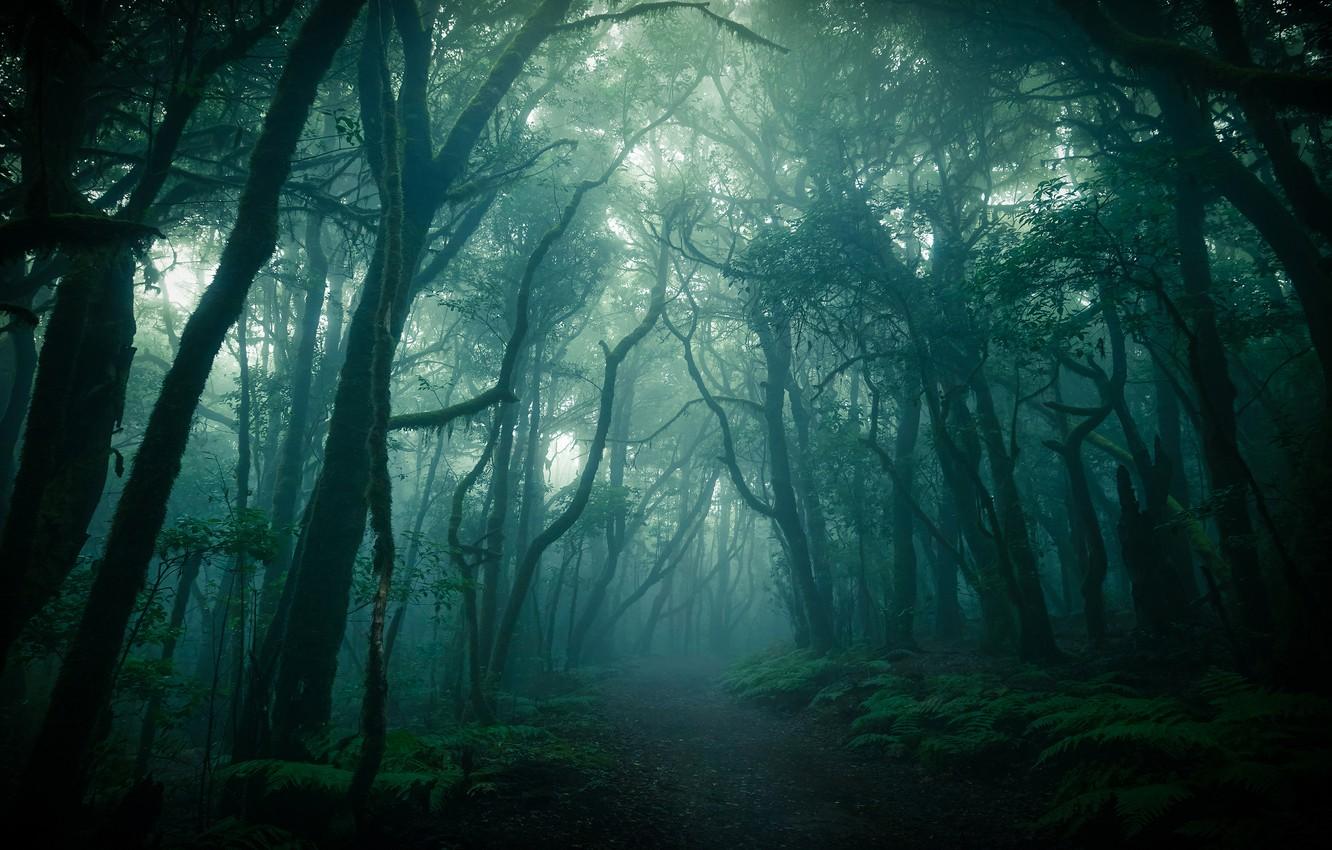 1332x850 Wallpaper forest, branches, fog, trunks, twilight image for desktop, section пейзажи