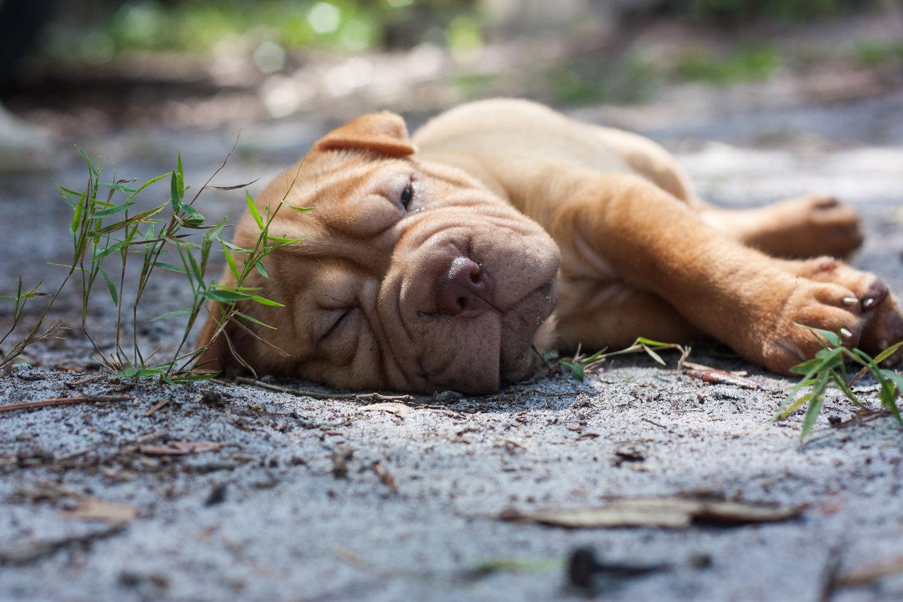 1280x853 Resting Shar Pei puppy photo and wallpaper. Beautiful Resting Shar Pei puppy picture