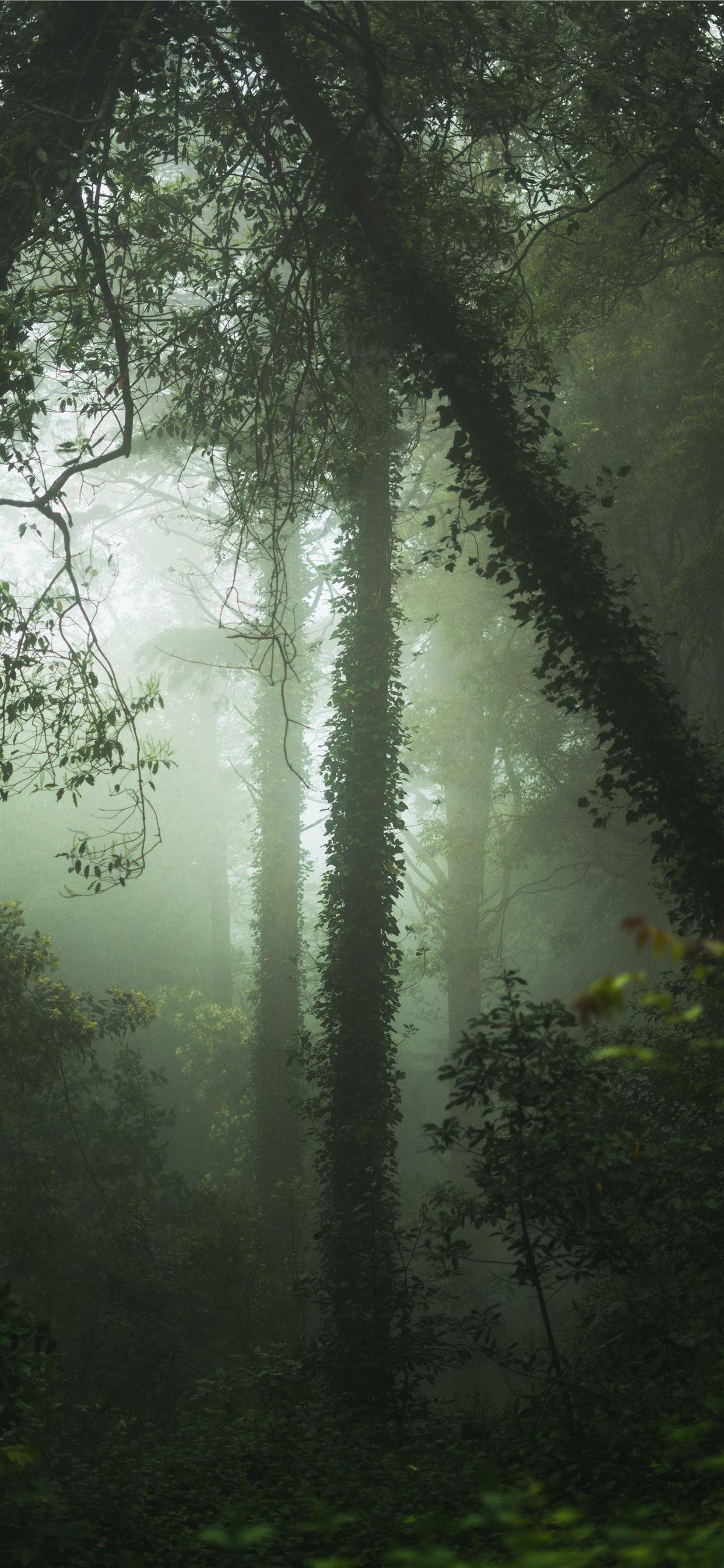 1242x2688 green forest with fogs iPhone Wallpaper Free Download