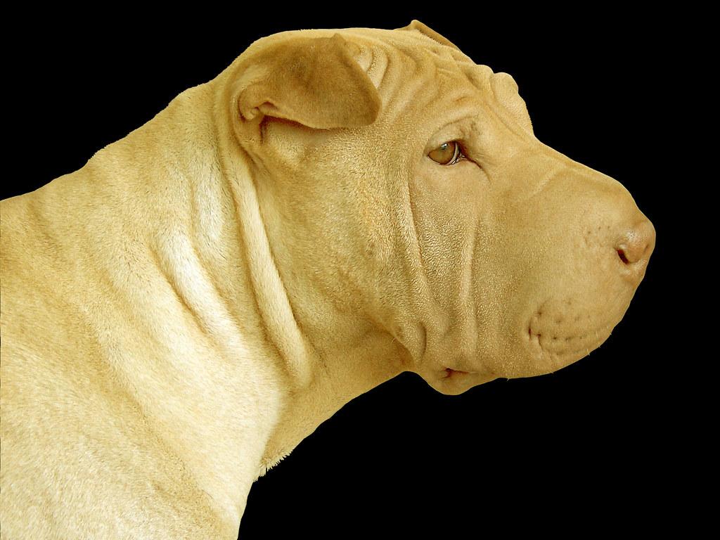 1024x768 Fawn Dilute Chinese Shar Pei Puppy Dog, Aspen, Side Portra
