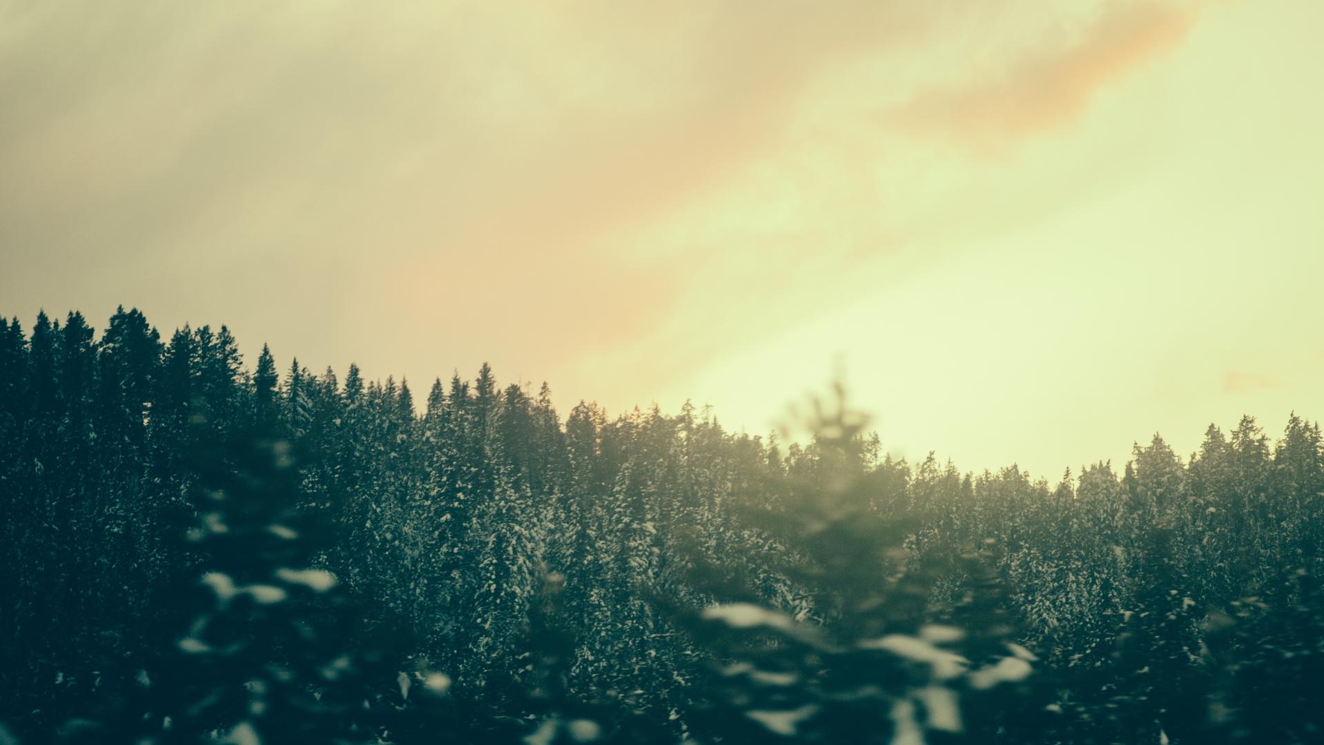 1920x1080 forest, trees, twilight 1080P Laptop Full HD Wallpaper, HD Nature 4K Wallpaper, Image, Photo and Background