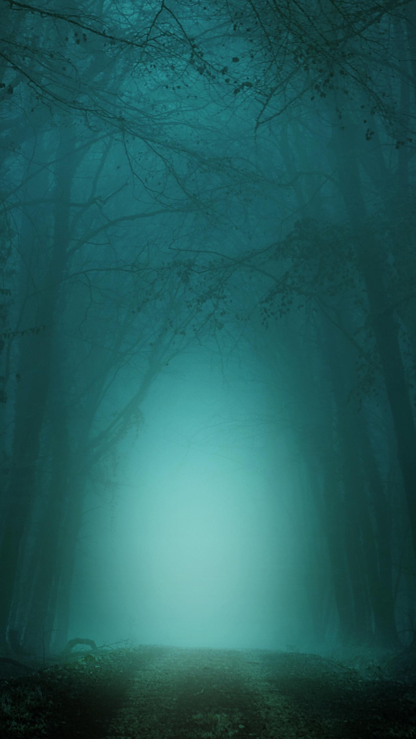 1440x2560 Forest Wallpaper 4K, Path, Foggy, Morning, Nature