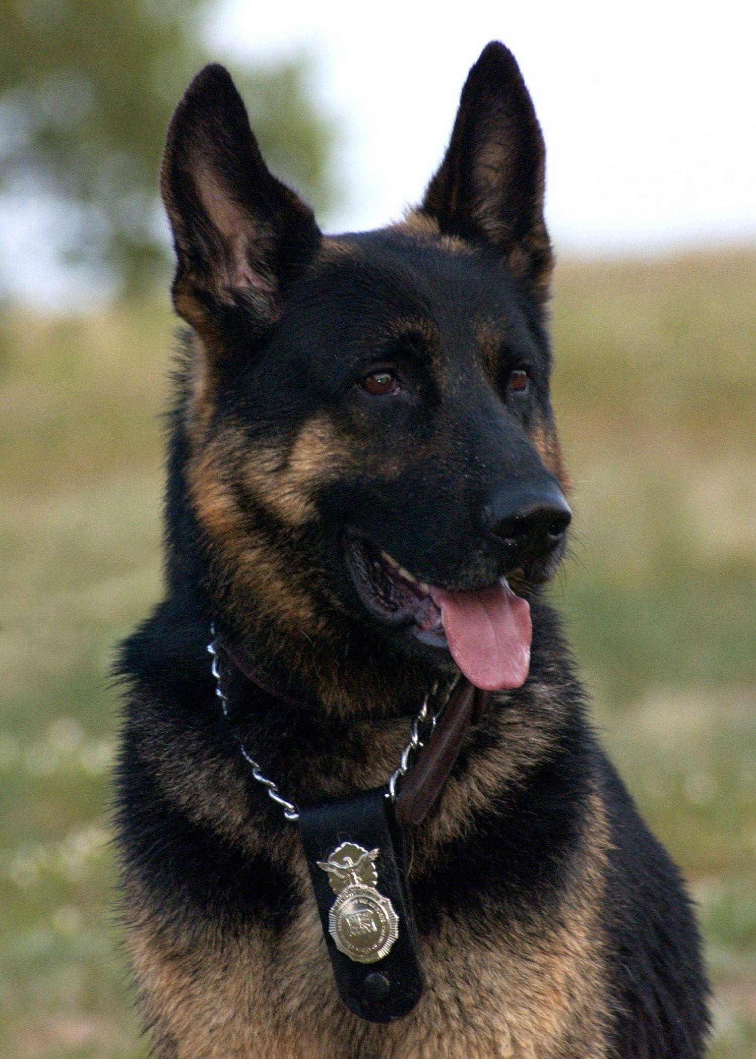 1500x2100 Police German Shepherd Wallpaper and Background 4K, HD, Dual Screen