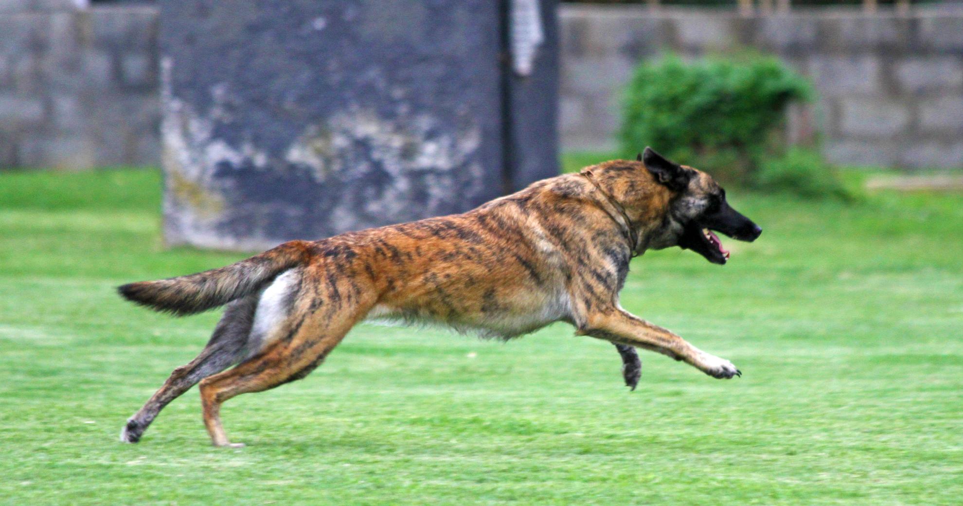 1980x1040 Of The Best Police Dog Breeds In The World
