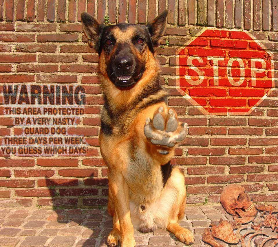960x854 Guard Dogs Wallpaper. Funny dog picture, German shepherd dogs, Dog picture