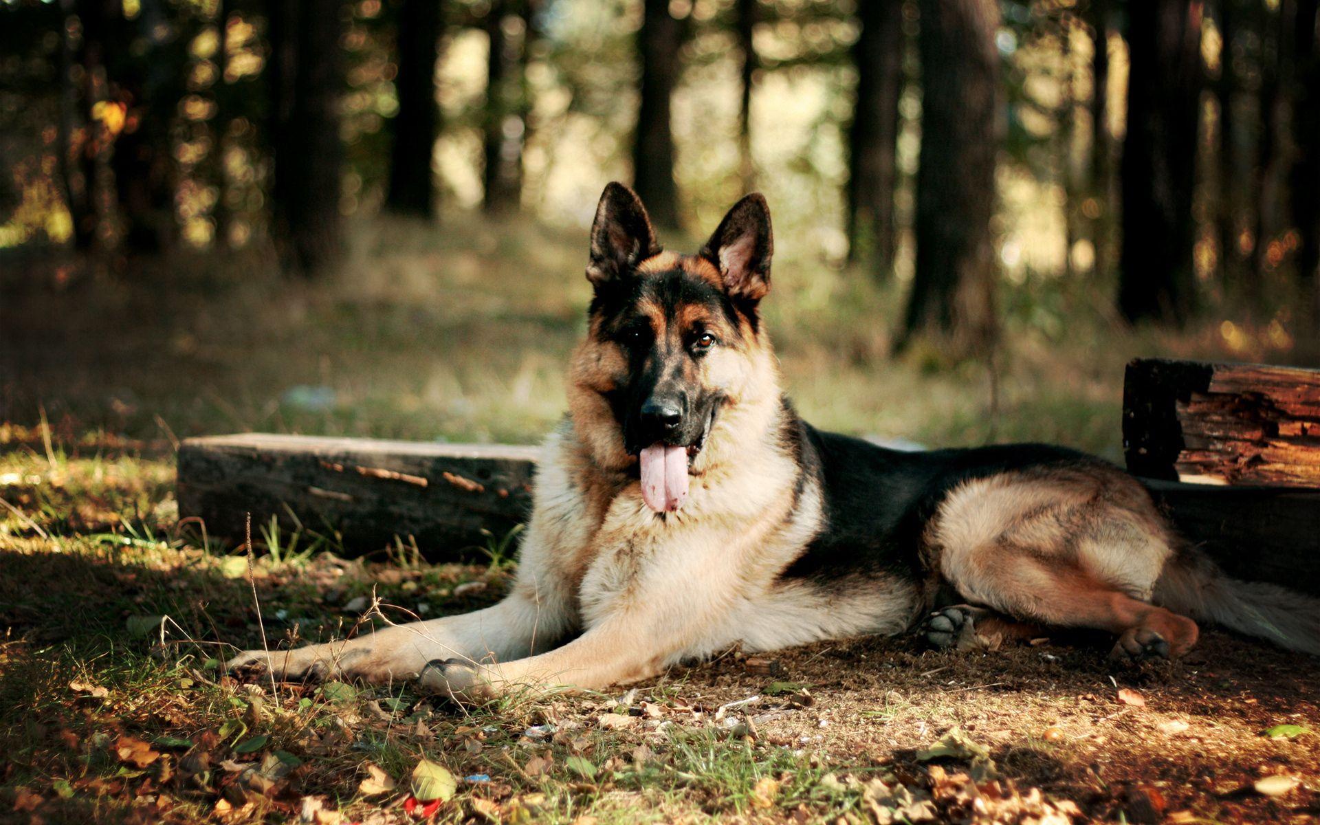 1920x1200 Sheepdog Wallpaper and Background 4K, HD, Dual Screen