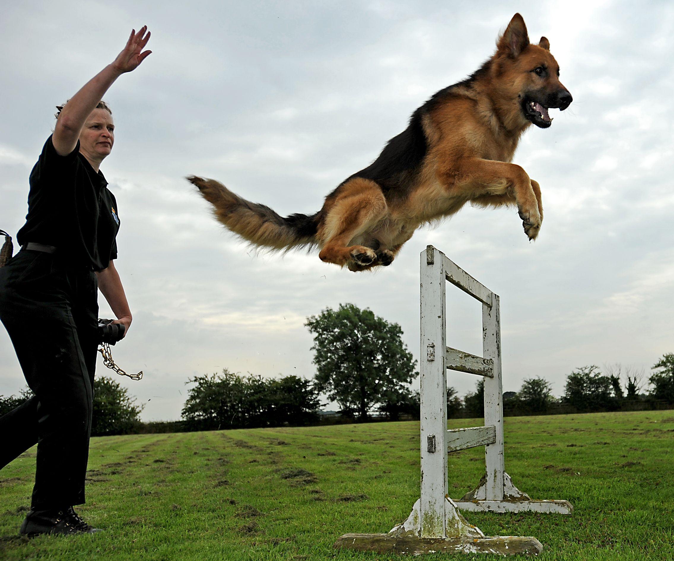 2272x1891 Dog Training Basics for Your Little Pup. Dog training obedience, Dog training, Best dog training