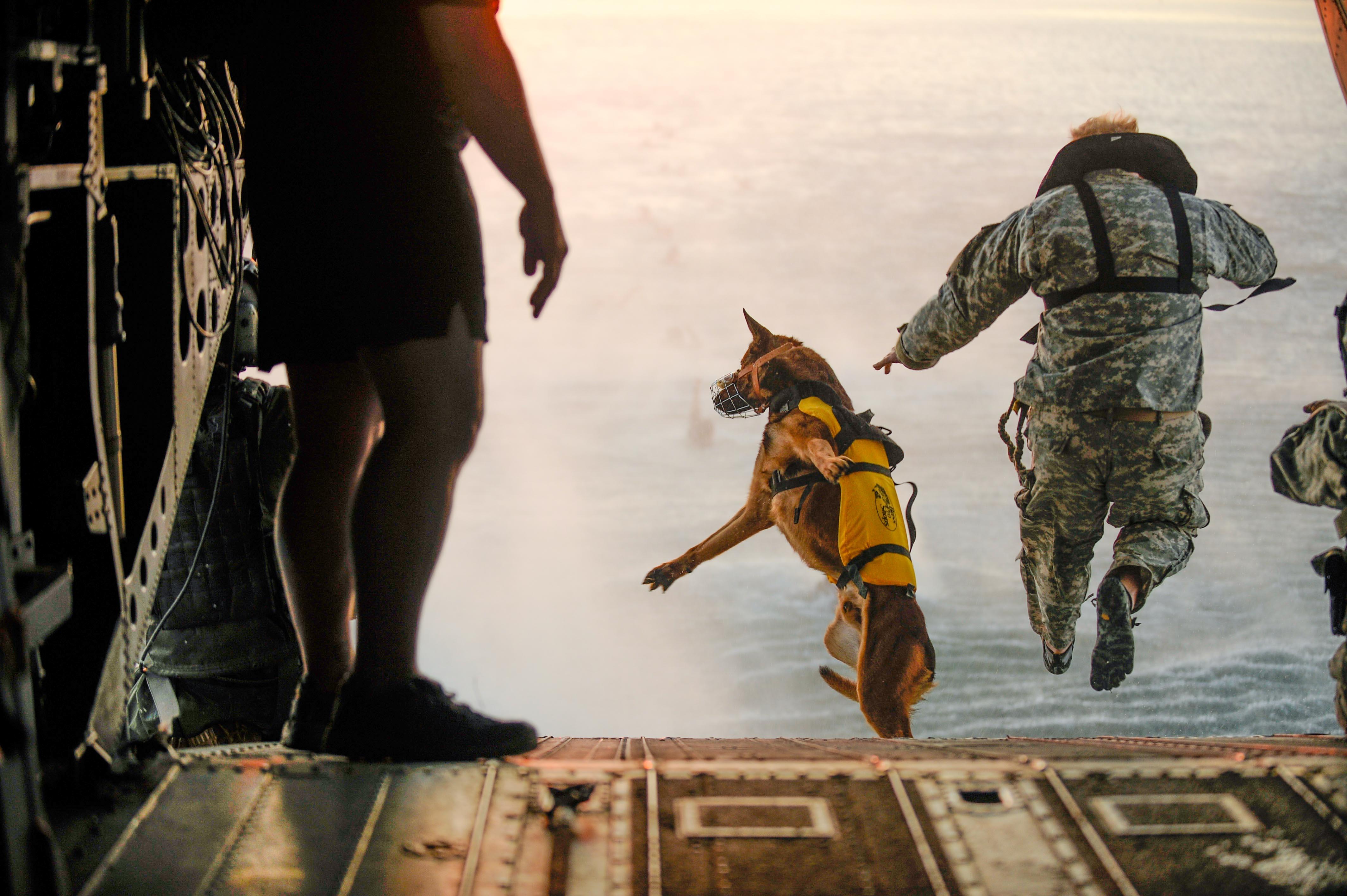 4256x2832 Amazing Photo of Military and Police Dogs Around the World