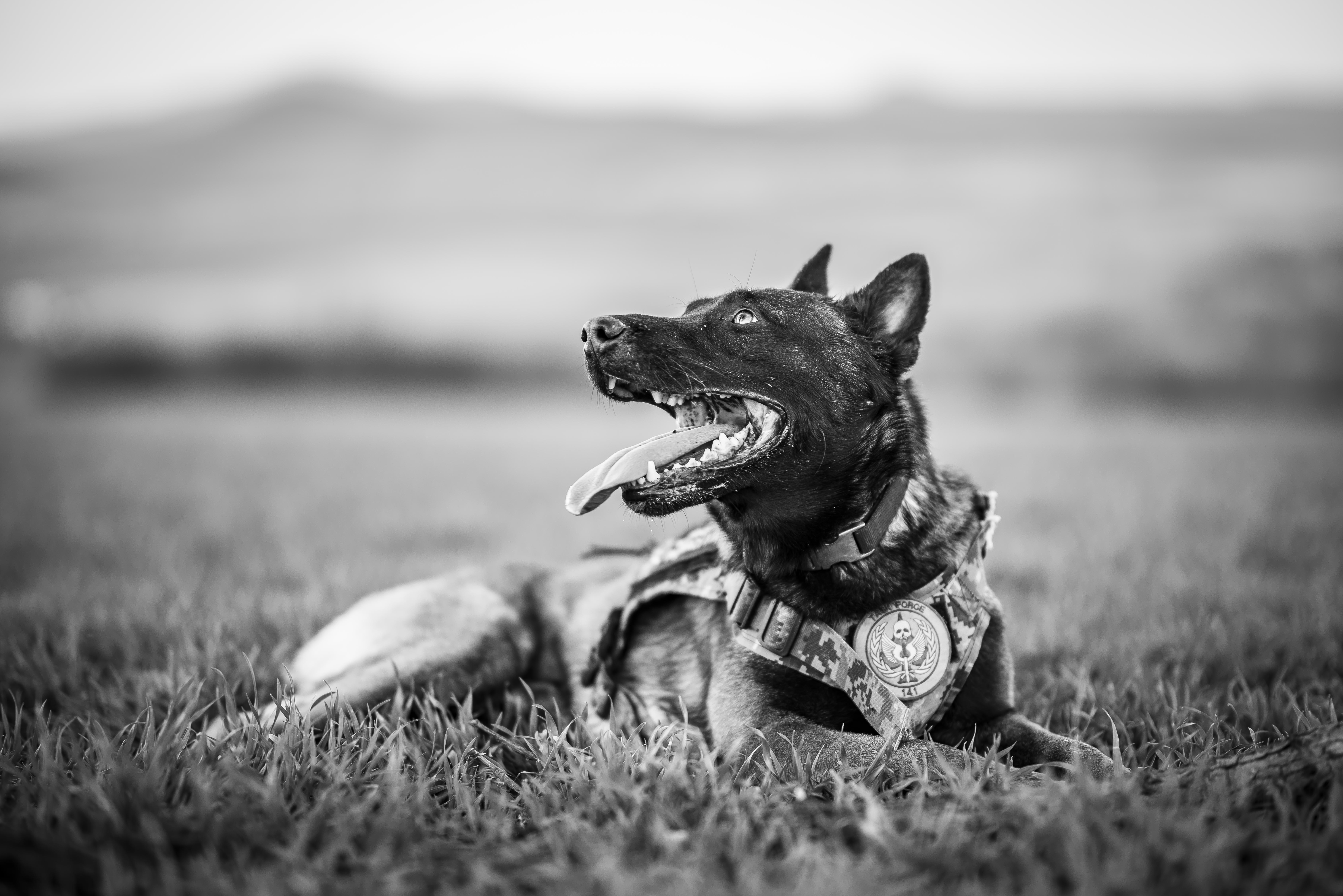 7360x4912 Police Dog Photo, Download Free Police Dog & HD Image