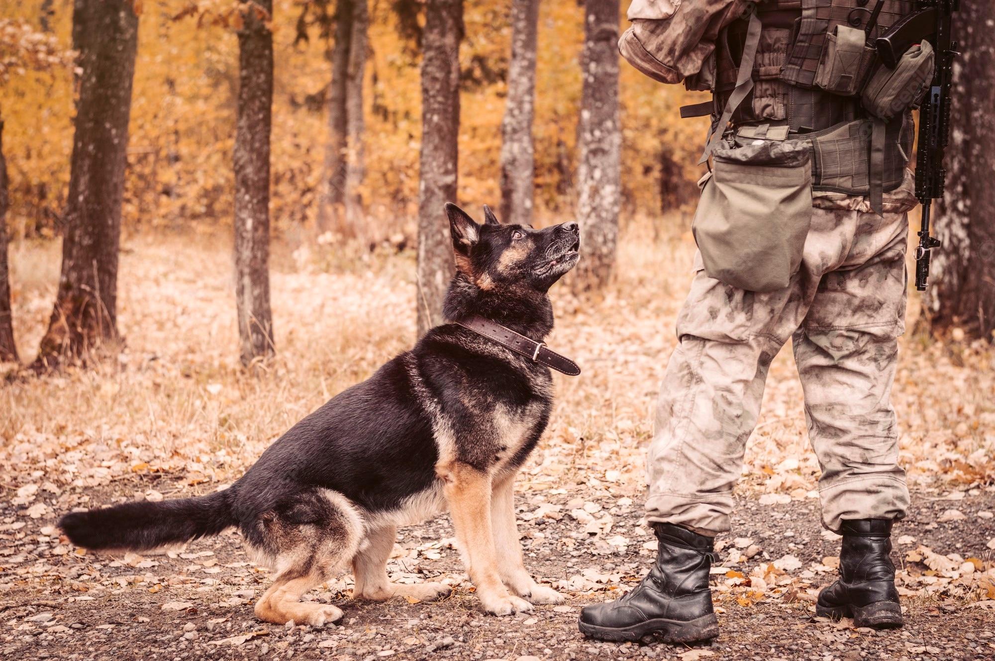 2000x1329 Premium Photo. Image of a police dog waiting for an order from an officer. the concept of military conflicts. search for explosive devices, smugglers. mixed media