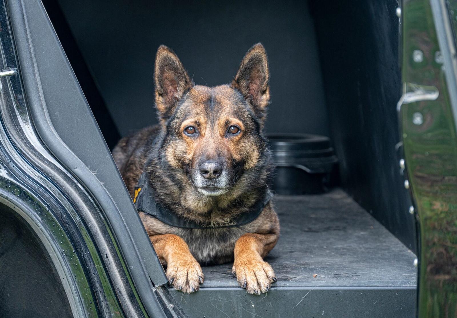 1600x1112 K9 Beny sniffs out over $000 of suspected drug money