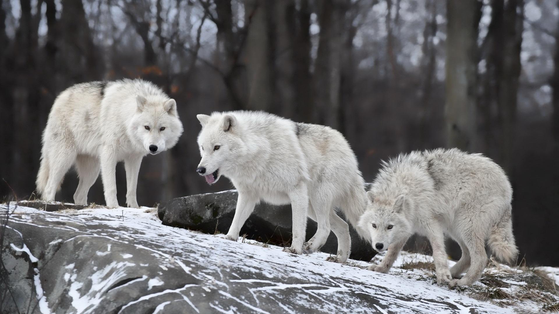 1920x1080 White Wolves Pack Pack Wallpaper 4k