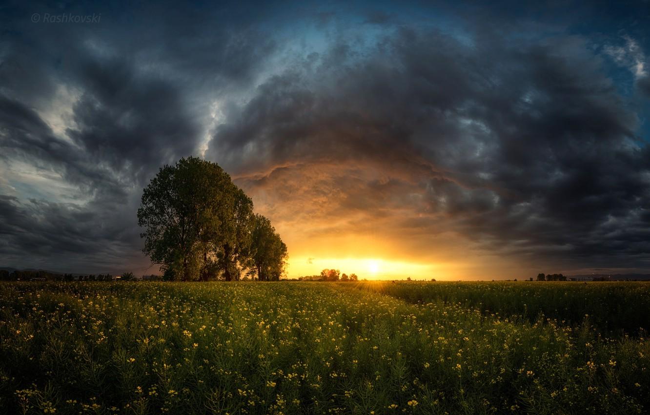 1332x850 Wallpaper field, sunset, clouds, tree, valley, Bulgaria, Bulgaria, The Sofia basin, Sofia Valley image for desktop, section пейзажи