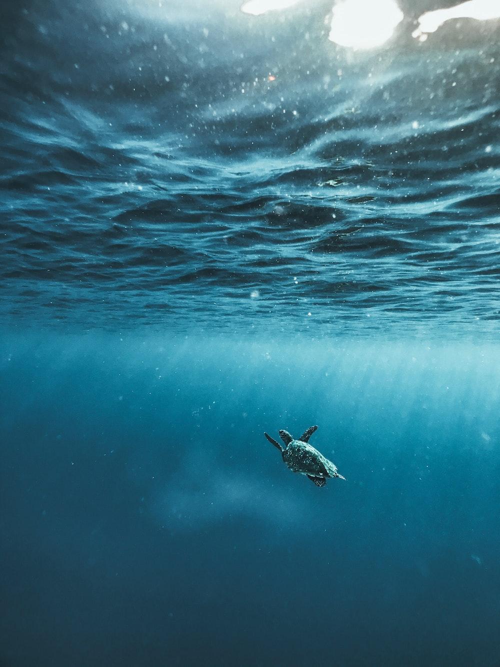 1000x1333 Underwater Image. Download Free Image