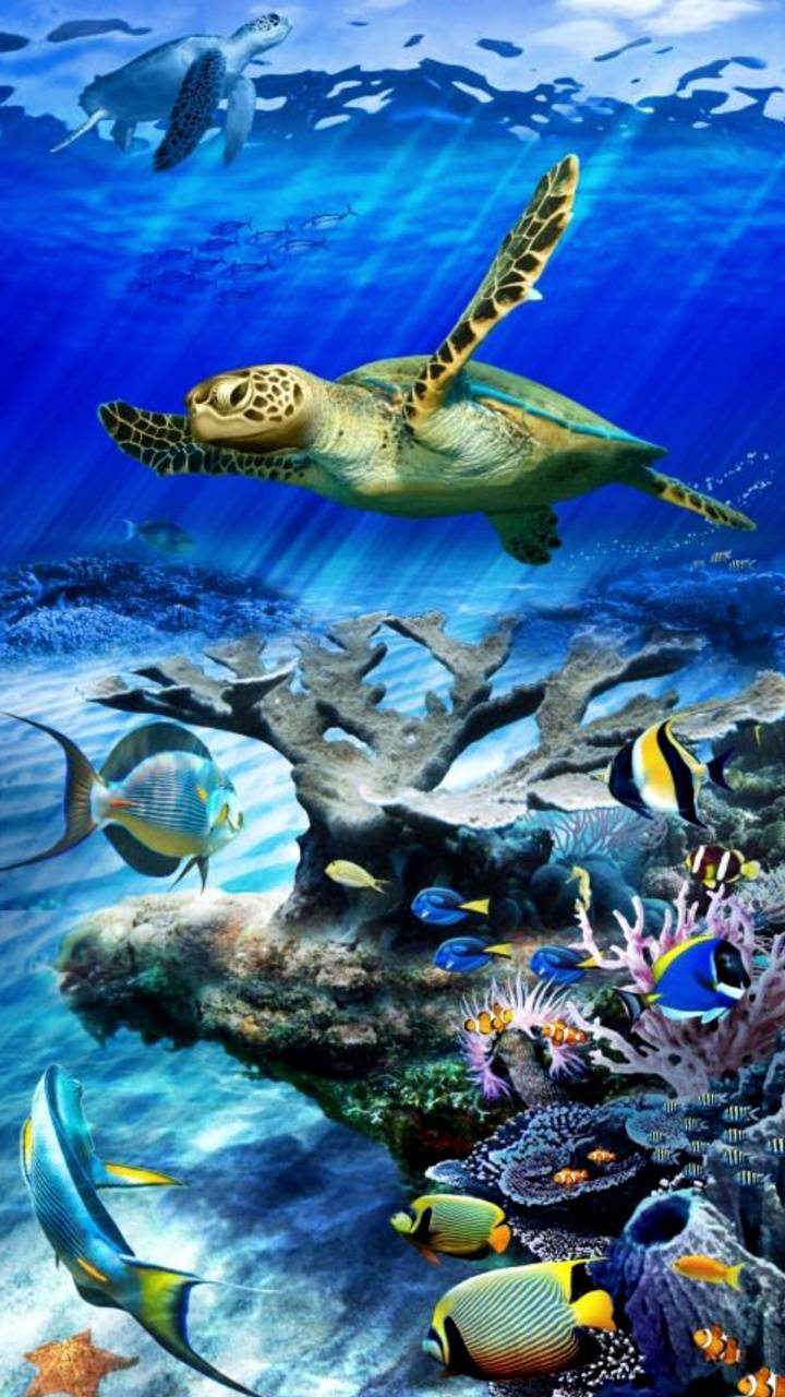 720x1280 Under The Ocean Wallpaper