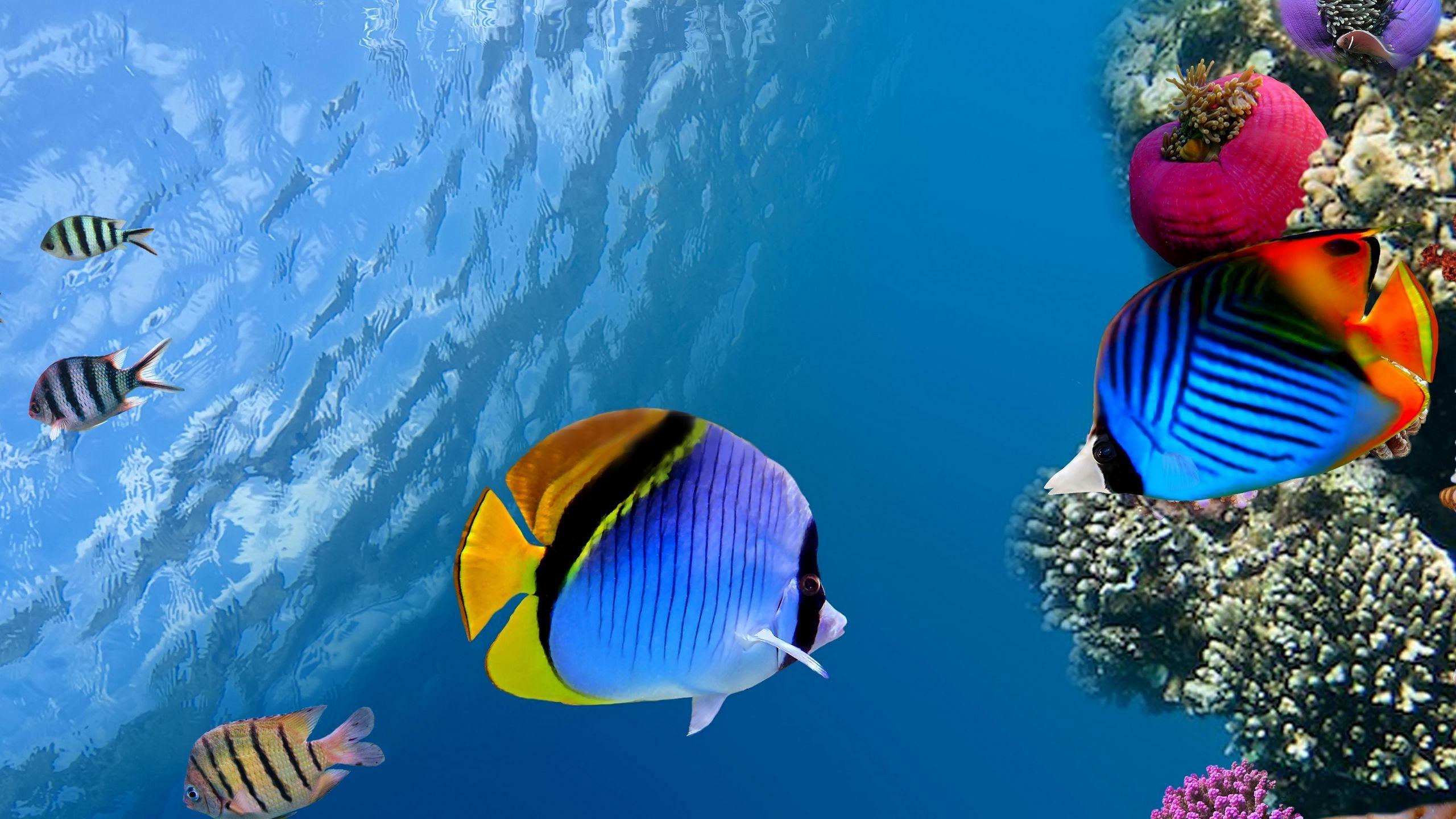 2560x1440 Download wallpaper 2560x1440 under water, coral, fish, sea, ocean widescreen 16:9 HD background