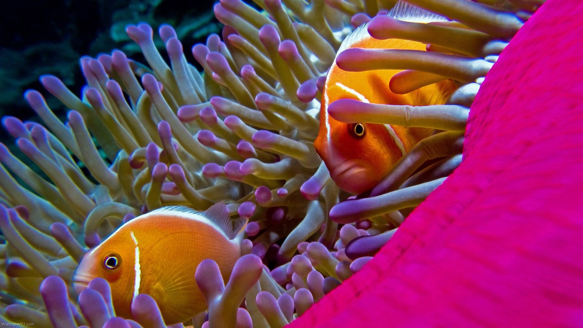 1920x1080 Fish Under