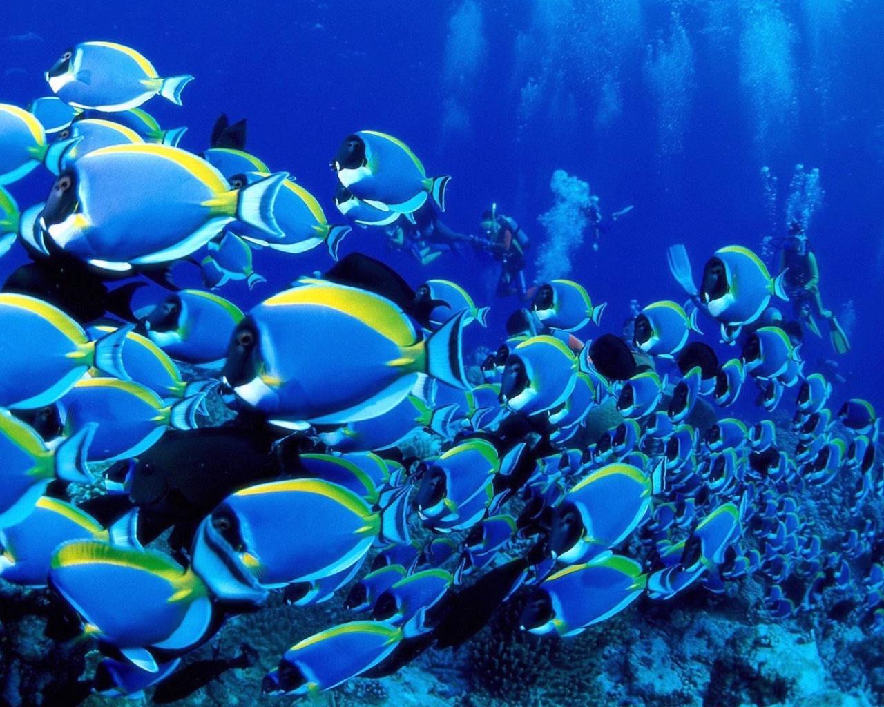 1280x1024 Free download Life Under the Sea Wallpaper HD Wallpaper [1280x1024] for your Desktop, Mobile & Tablet. Explore Under Ocean Wallpaper. Under Water Wallpaper, Under Armour Wallpaper, Ocean Wallpaper