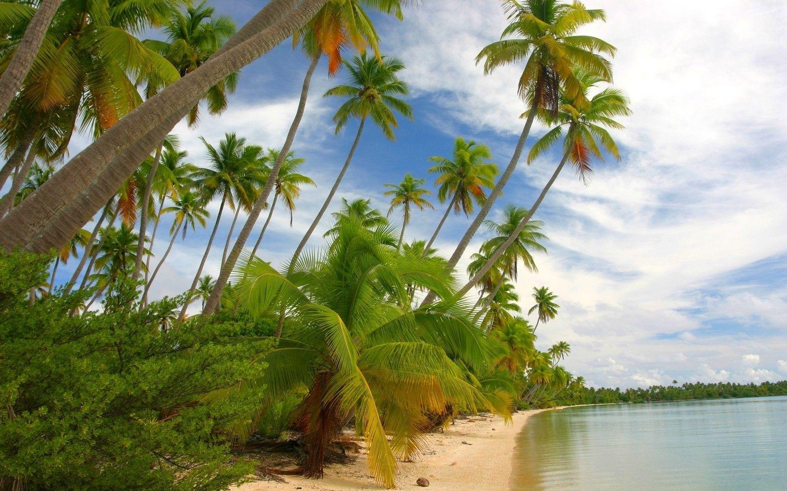 1600x1000 nature landscape tropical island beach french polynesia sea palm