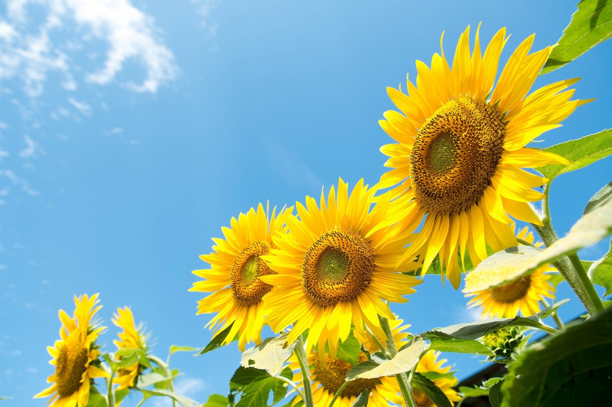 2048x1365 sunflowers, Sky, Summer Wallpaper HD / Desktop and Mobile Background