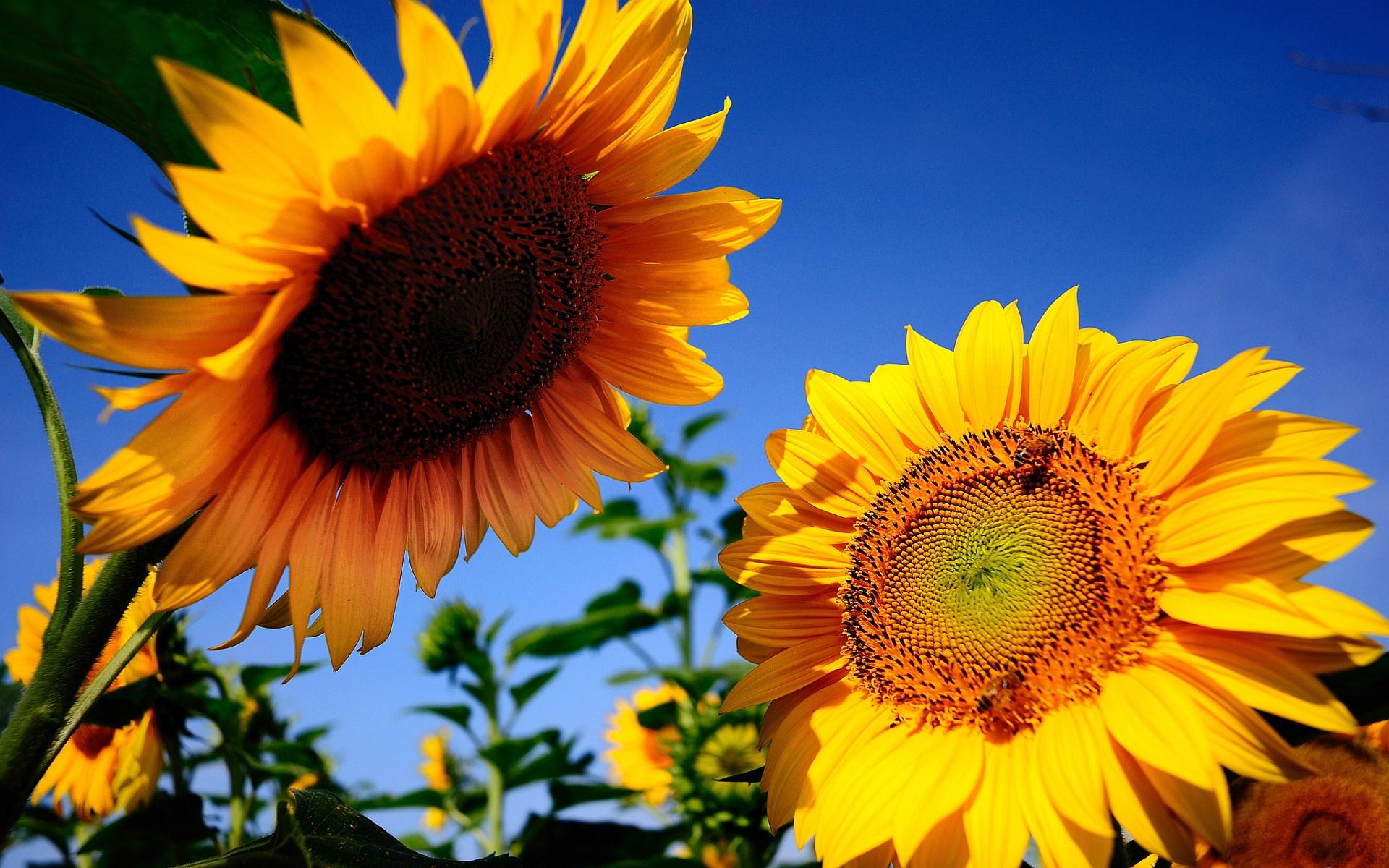 Summer Sunflower Wallpapers - Top Free Summer Sunflower Backgrounds ...