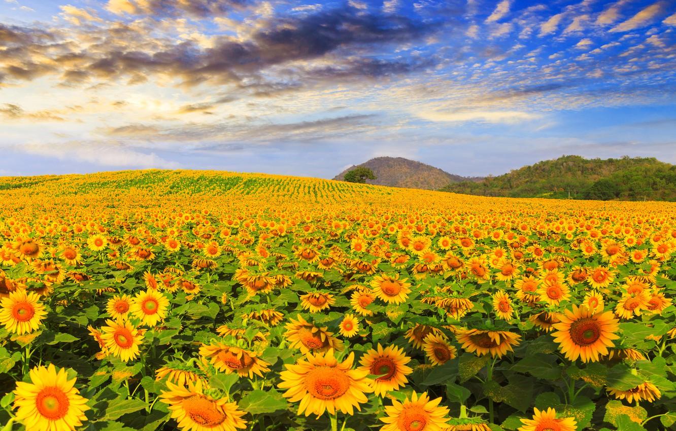 1332x850 Wallpaper field, summer, the sky, sunflowers, summer, field, landscape, sunflower image for desktop, section пейзажи