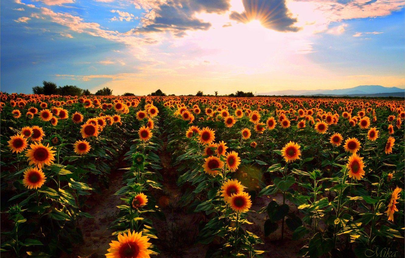 1332x850 Summer Sunflowers Wallpaper