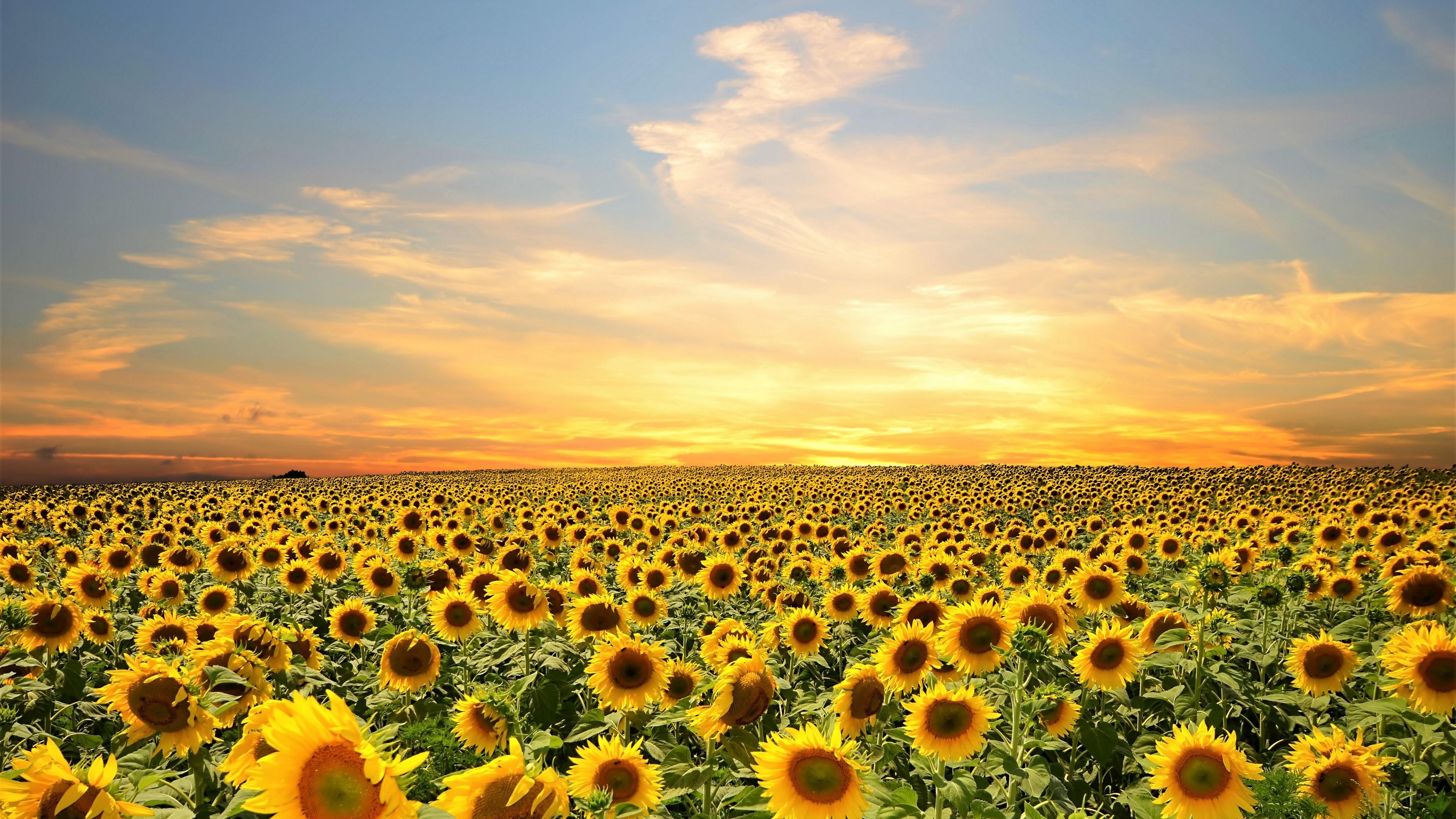 3840x2160 Field, Flower, Sky, Summer, Sunflower, Yellow Flower 4k Gallery HD Wallpaper