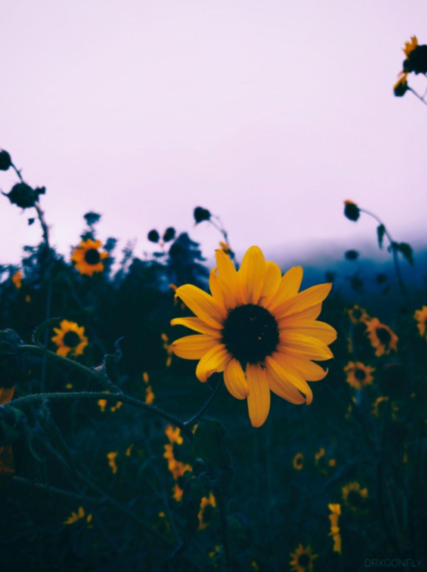 1357x1819 Cute Sunflower Wallpaper