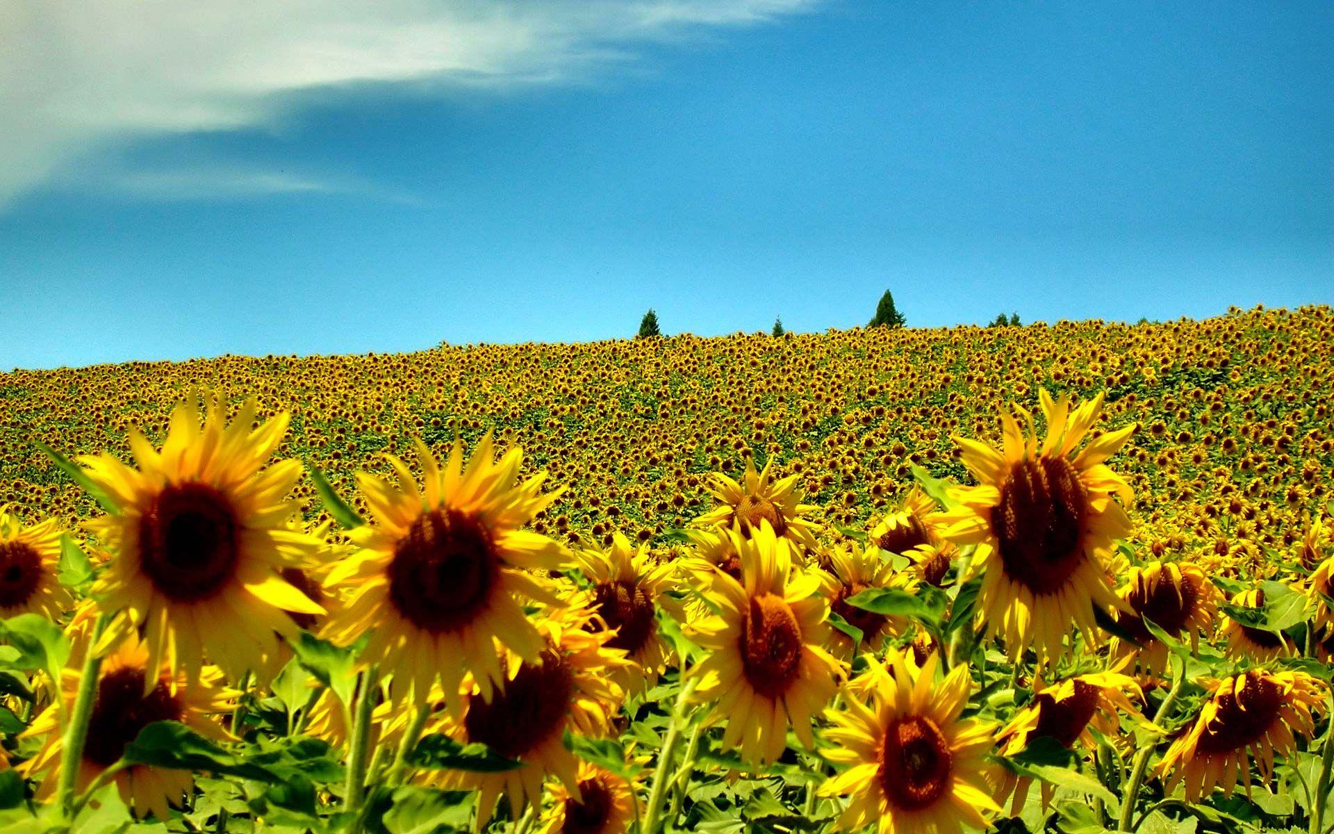 1920x1200 sunflowers. Summertime picture, Summer wallpaper, Field wallpaper