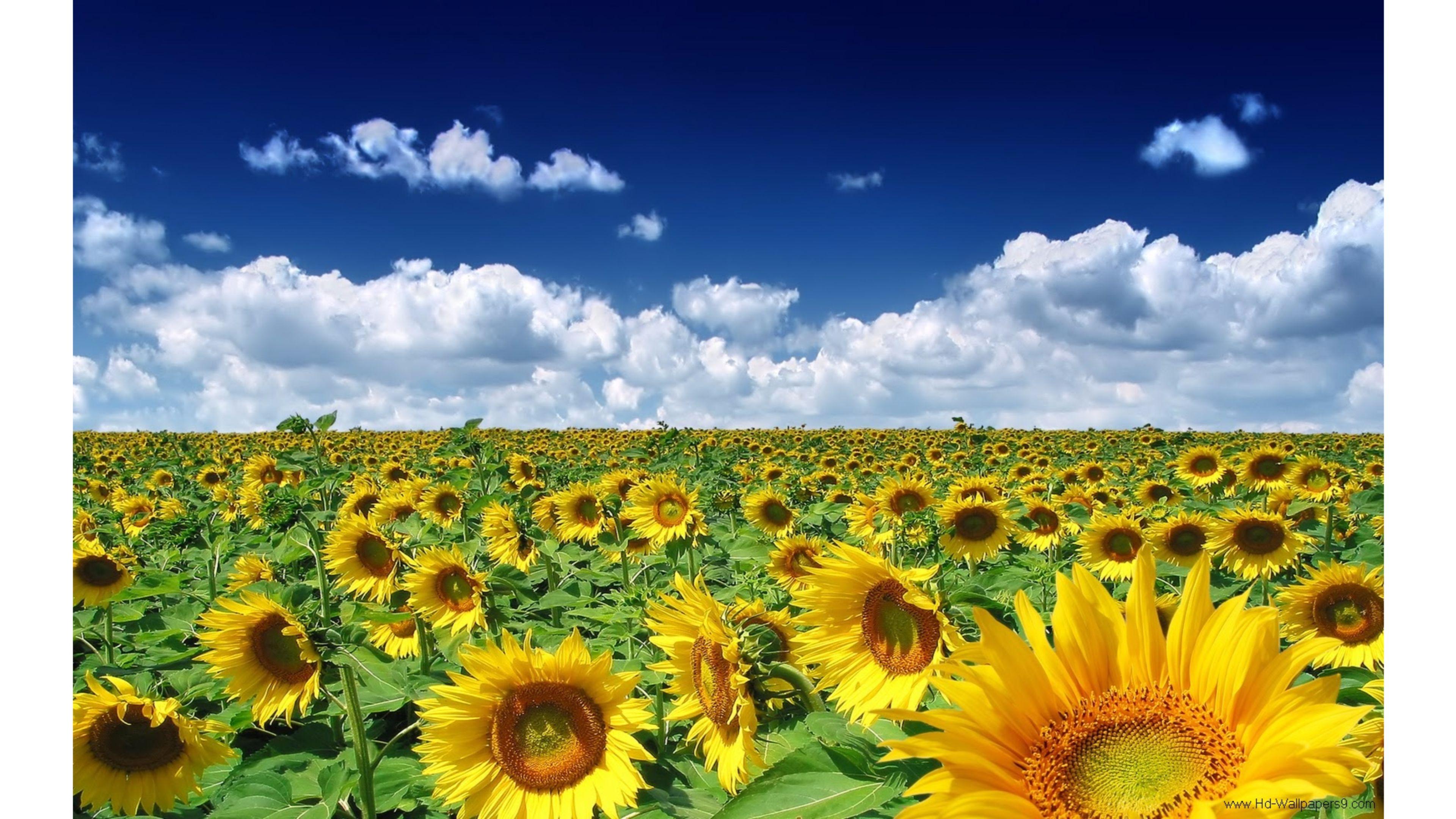 3840x2160 Free download Sunflowers Summer 4K wallpaper [3840x2160] for your Desktop, Mobile & Tablet. Explore Sunflowers 8K Wallpaper. Sunflowers Wallpaper, 8K HD Wallpaper, 8K Wallpaper