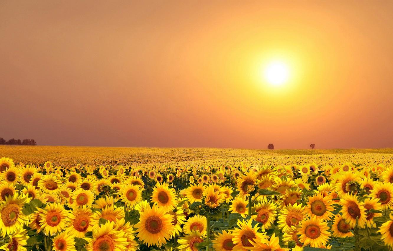 1332x850 Wallpaper summer, seasons, sunflower, the gifts of nature image for desktop, section цветы