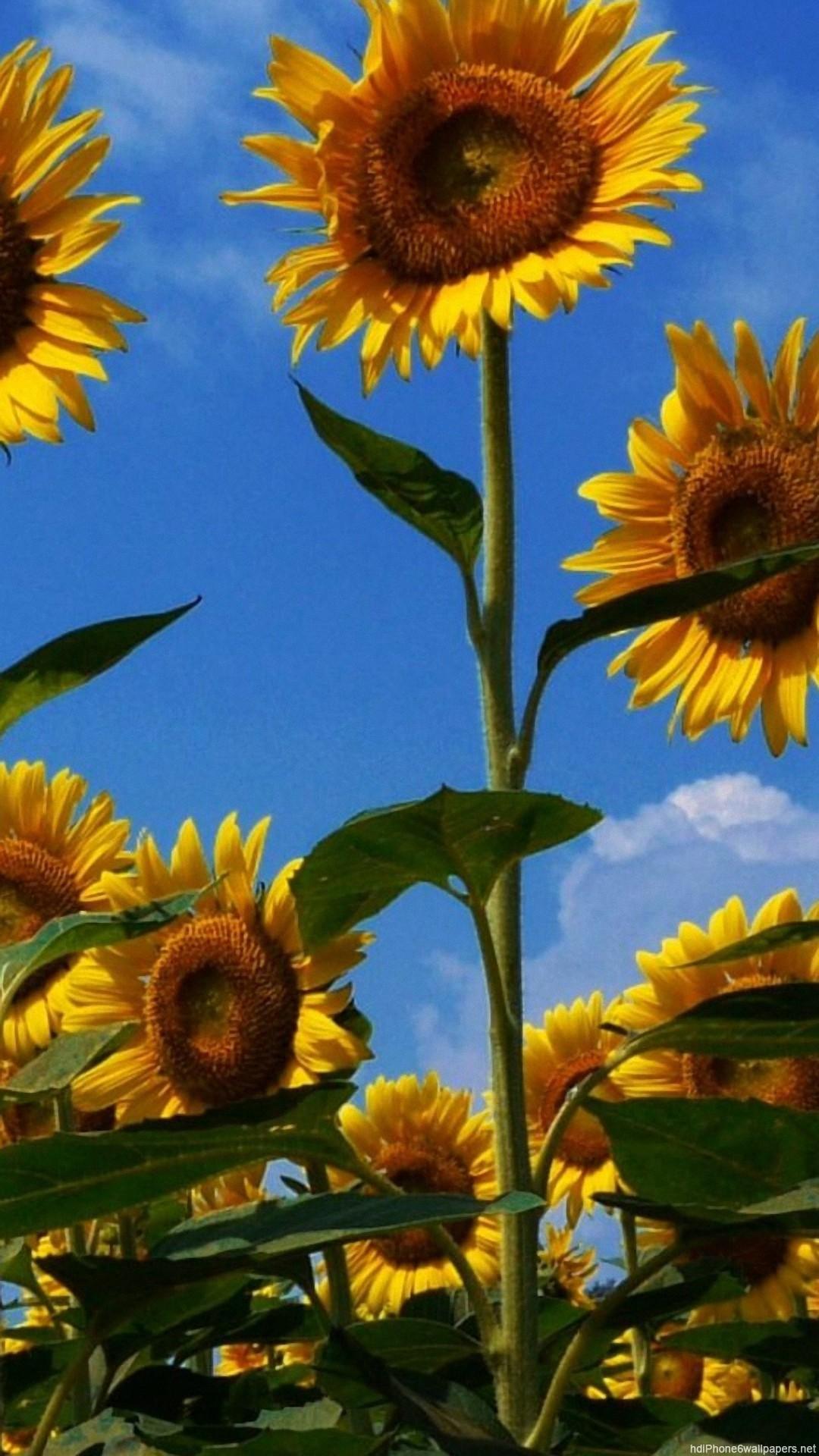 1080x1920 sunflower summer field sky iPhone 6 wallpaper HD