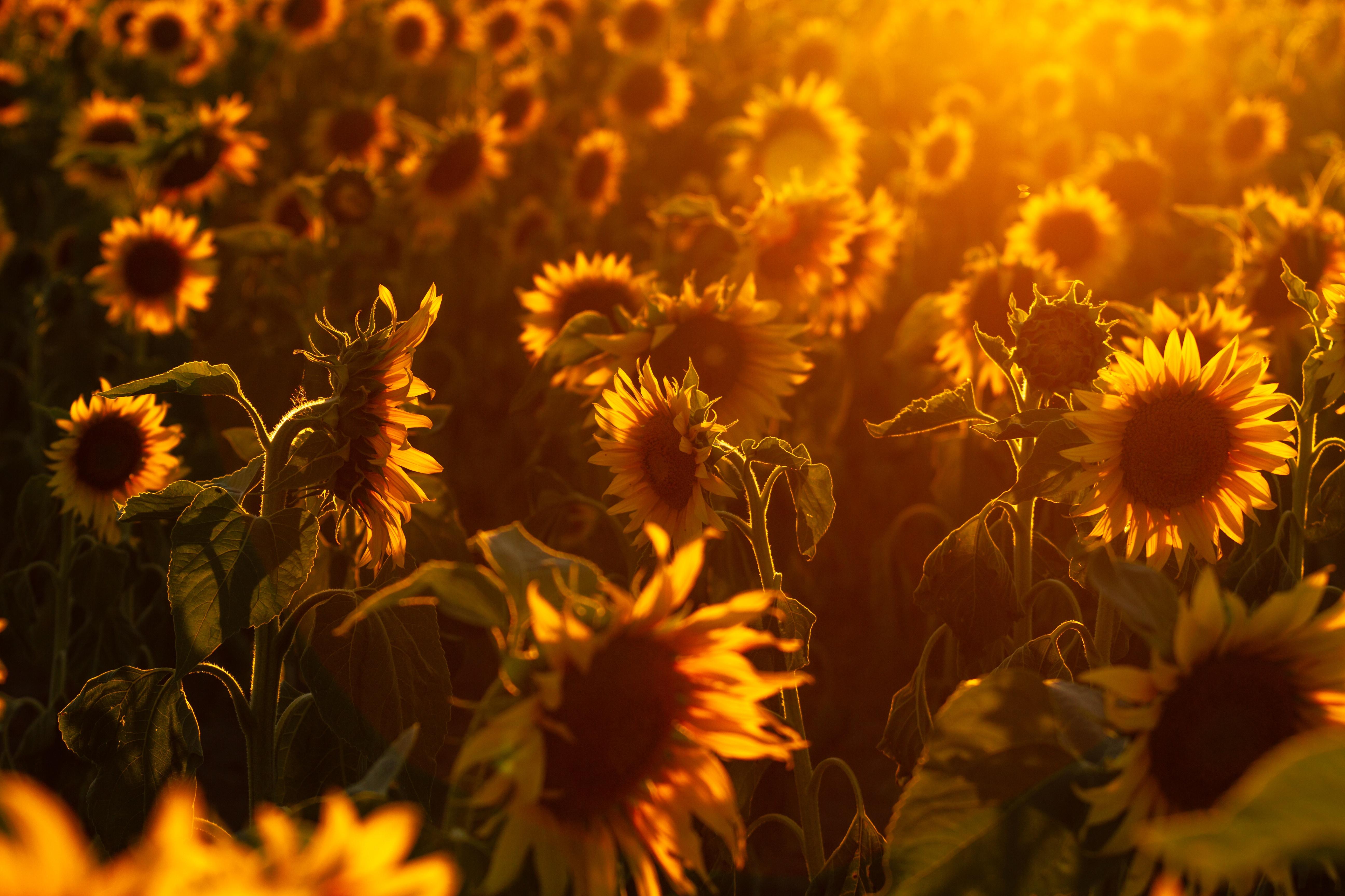 5184x3456 Sunflower, Nature, Flower, Summer, Yellow Flower Gallery HD Wallpaper