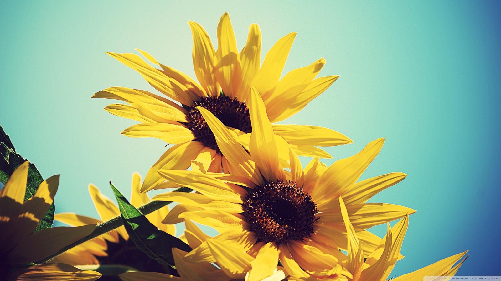 1600x900 Sunflowers Against Blue Sky Ultra HD Desktop Background Wallpaper for 4K UHD TV : Multi Display, Dual Monitor : Tablet