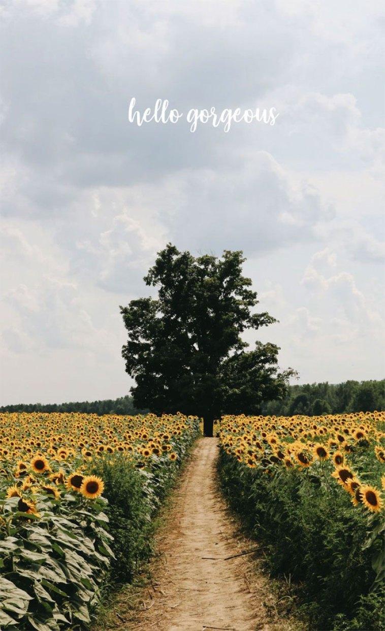 758x1243 Sunflower field iPhone wallpaper awesome iphone wallpaper
