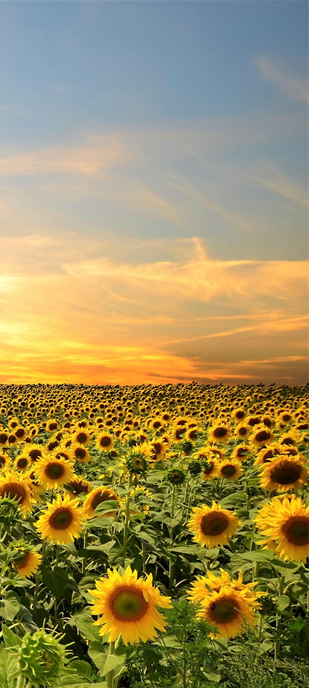 1080x2400 Wallpaper / Earth Sunflower Phone Wallpaper, Yellow Flower, Sky, Flower, Field, Summer, 1080x2400 free download